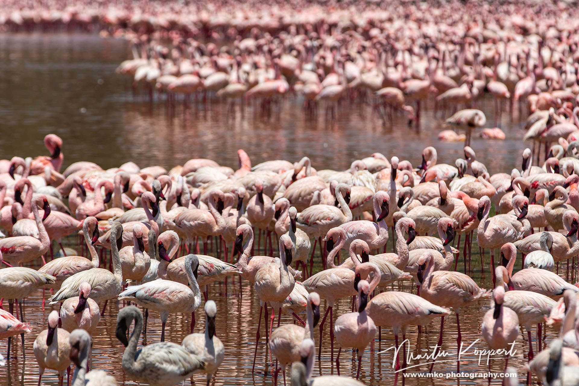 Flamingos Lake Bogoria Central Kenya