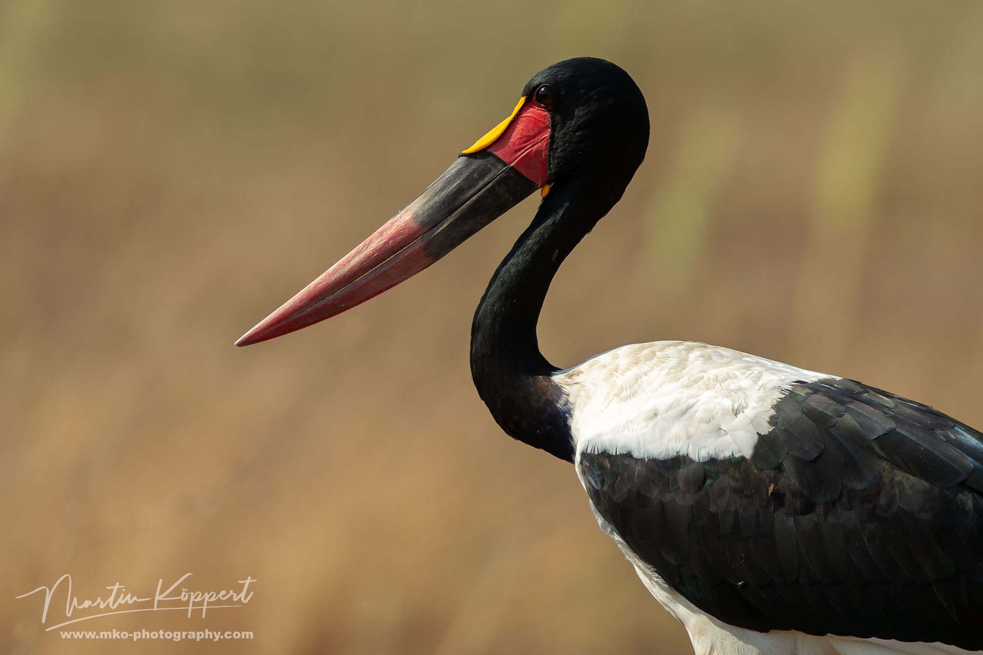Saddle Billed Stork Kafue NP West Zambia