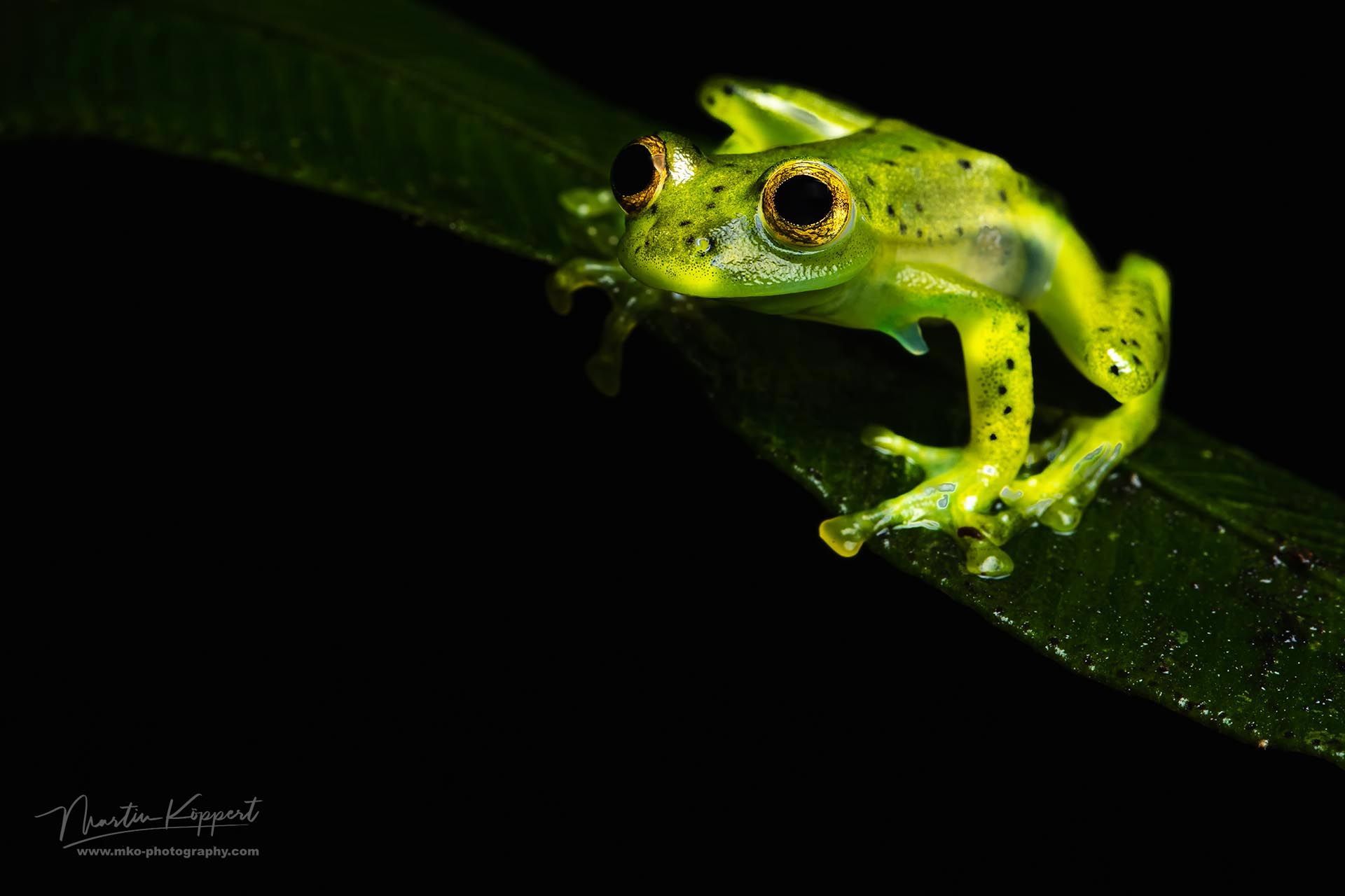 Emerald_Glas_frog_Mindo_Ecuador