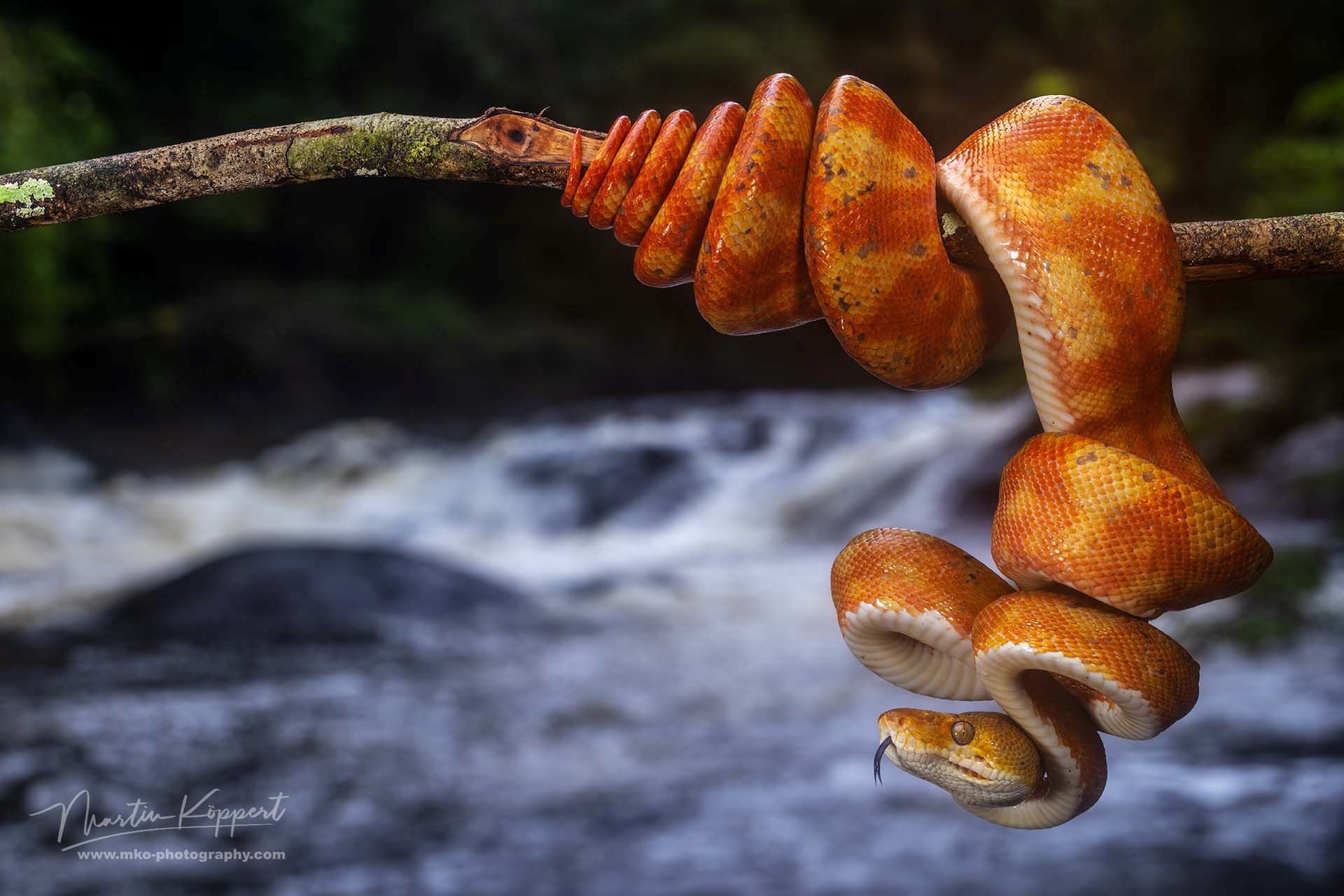 Corallus_Hortulanus_orange_Guyana