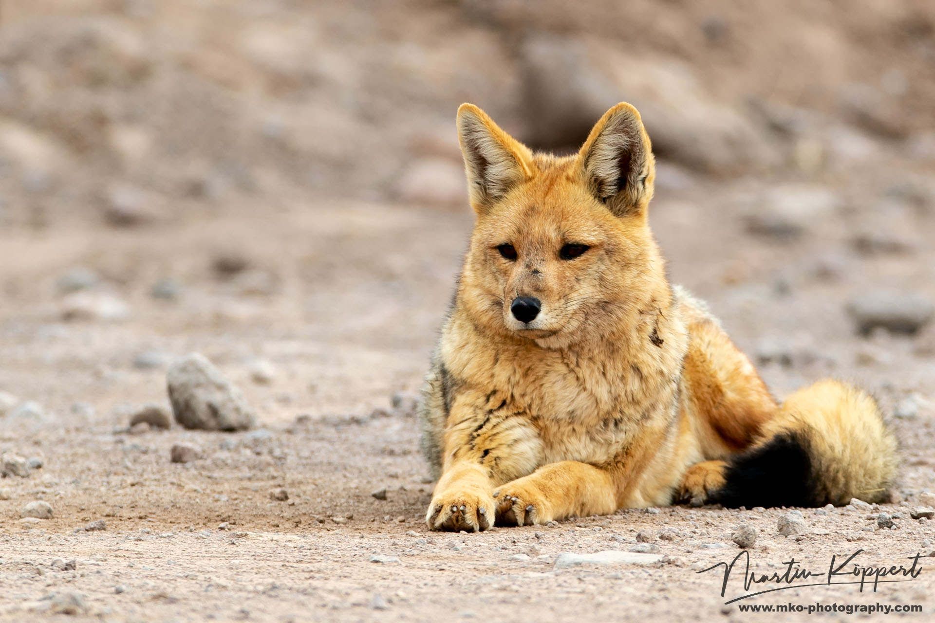 Andean Fox Andean Jackal West Cordilleres Northern Chile