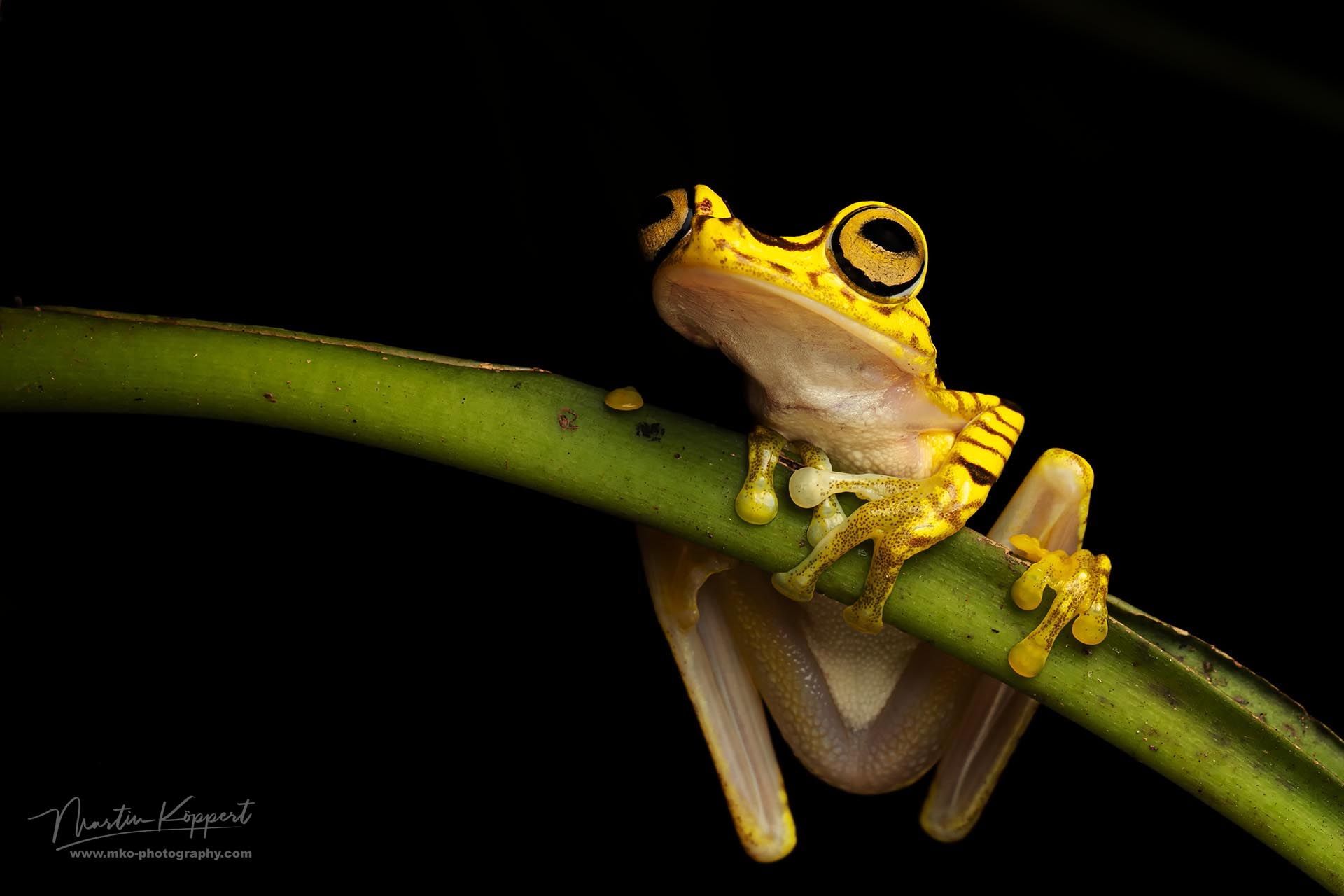 Golden_Nagged_Tree_Frog_Choco_Ecuador