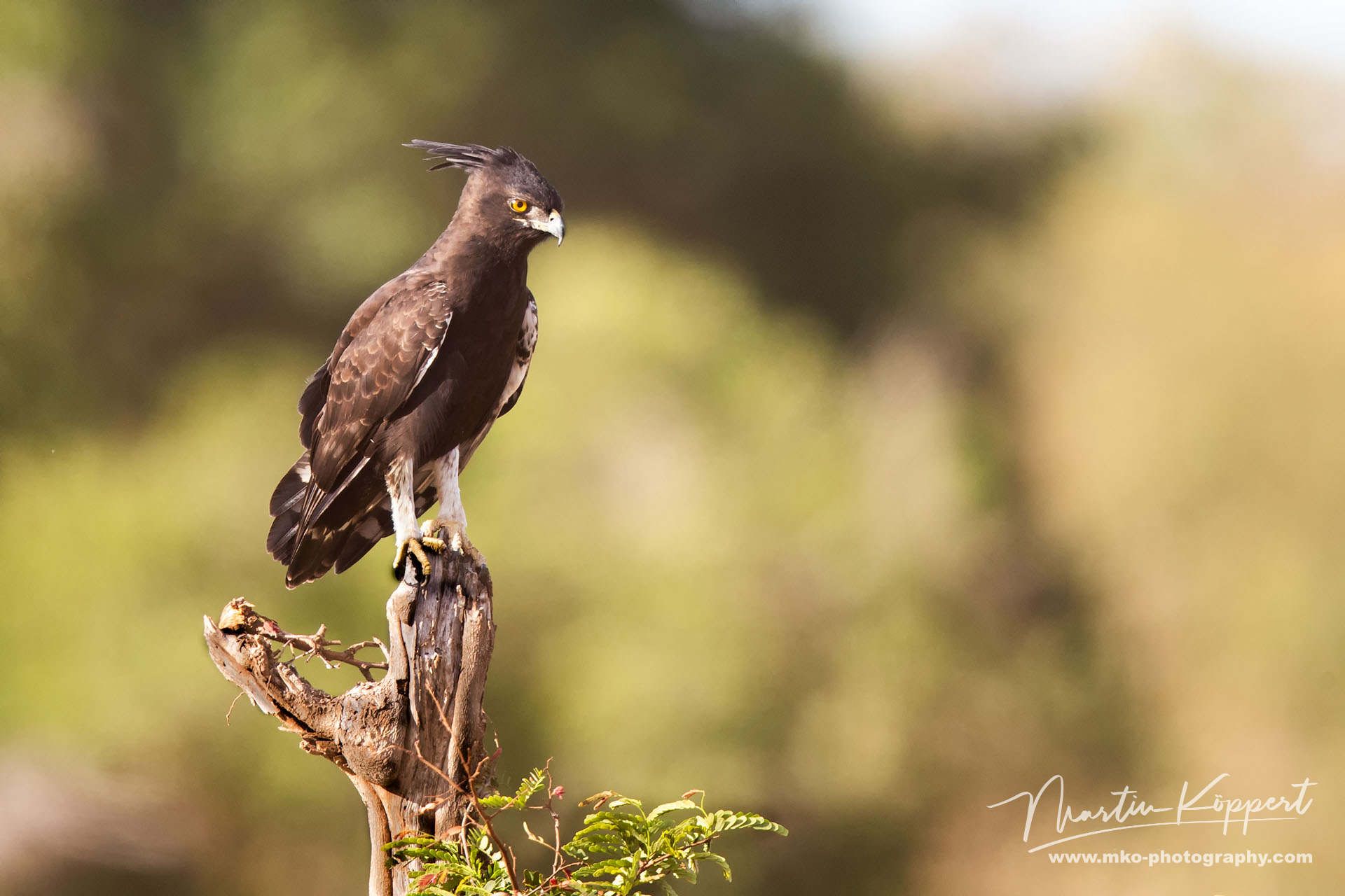 Long Crested Eagle Meru NP Central Kenya