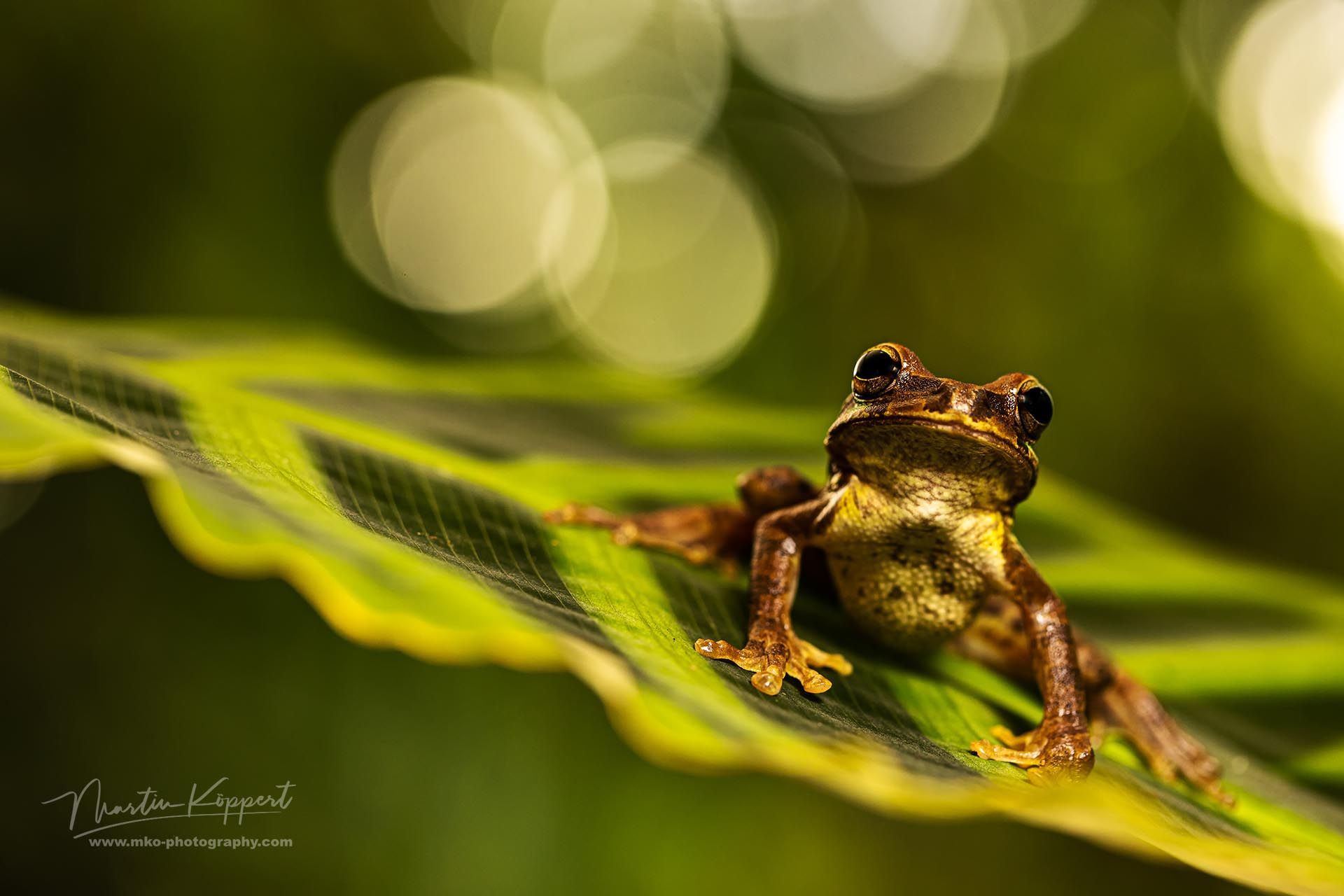 Banded_Tree_Frog_Sarapiqui_Costa_Rica