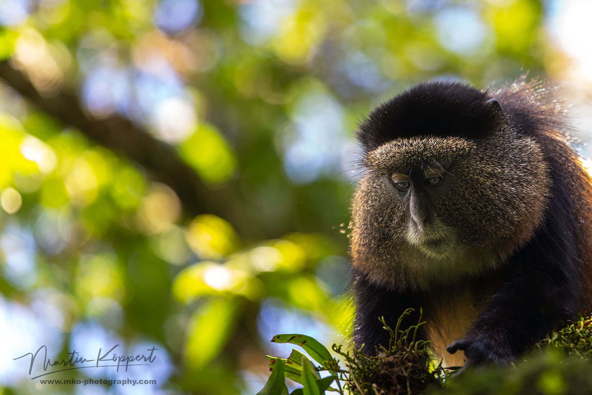 Golden Monkey Mgahinga NP South Uganda