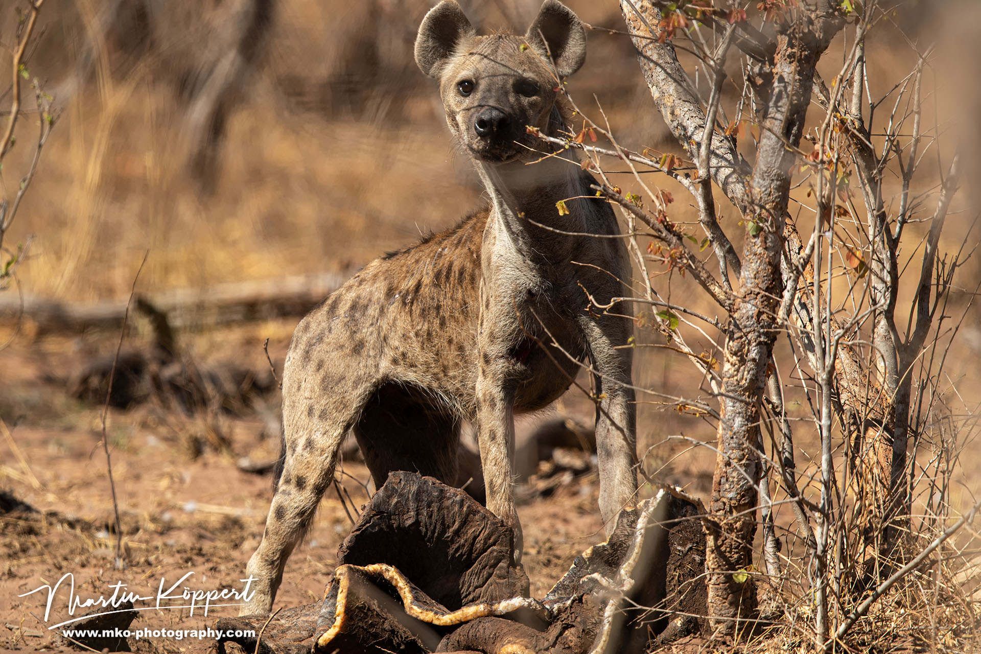 Hyena Matusadona NP Zimbabwe