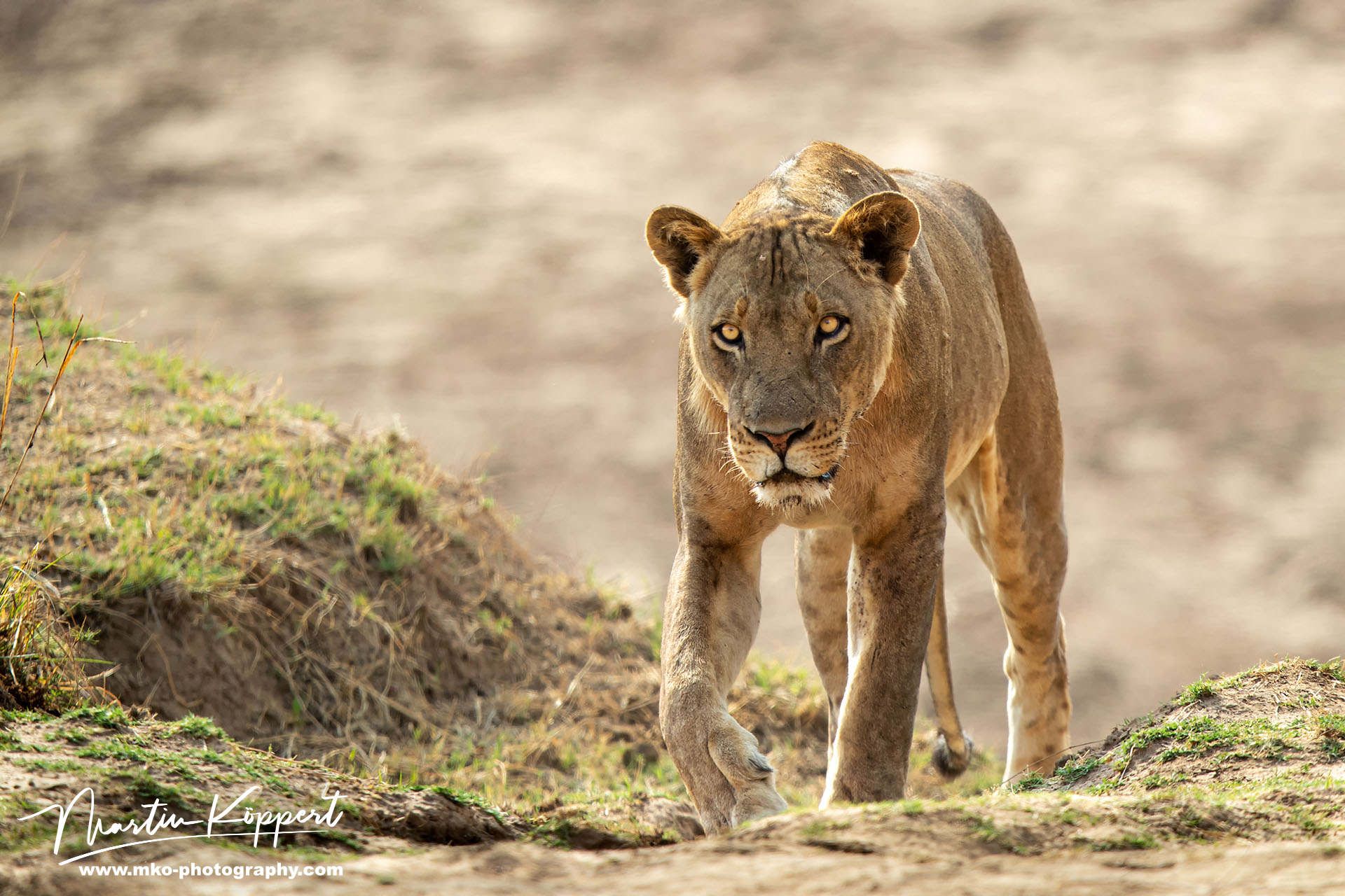 Lion South Luangwe Zambia