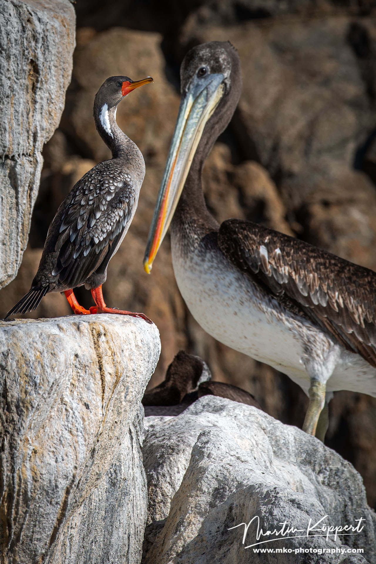 Red Legged Cormorant Pelican Pan De Azucar Desierto De Atacama Chile