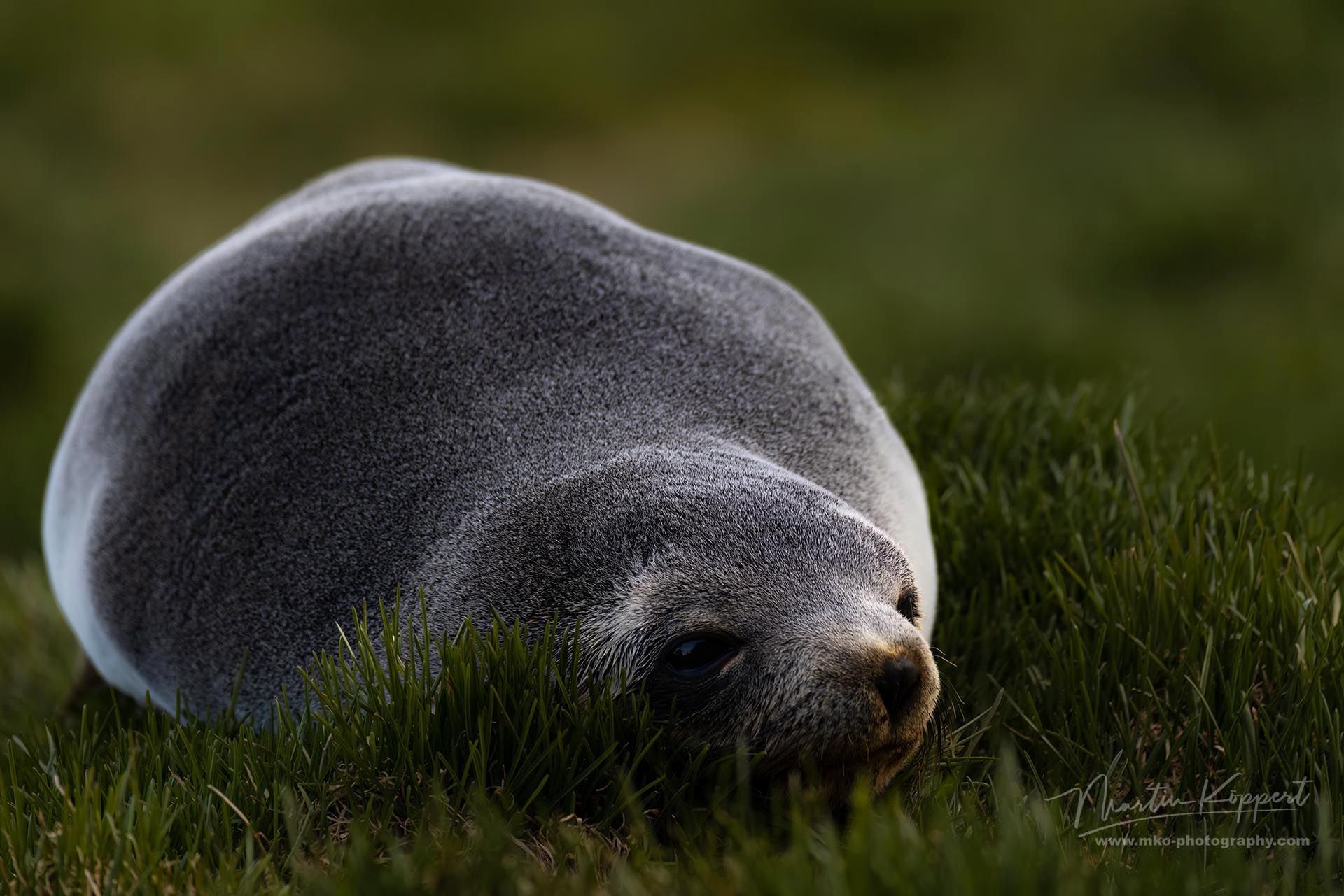 Antarctic_fur_seal_Arctocephalus_gazella_Ocean_Bay