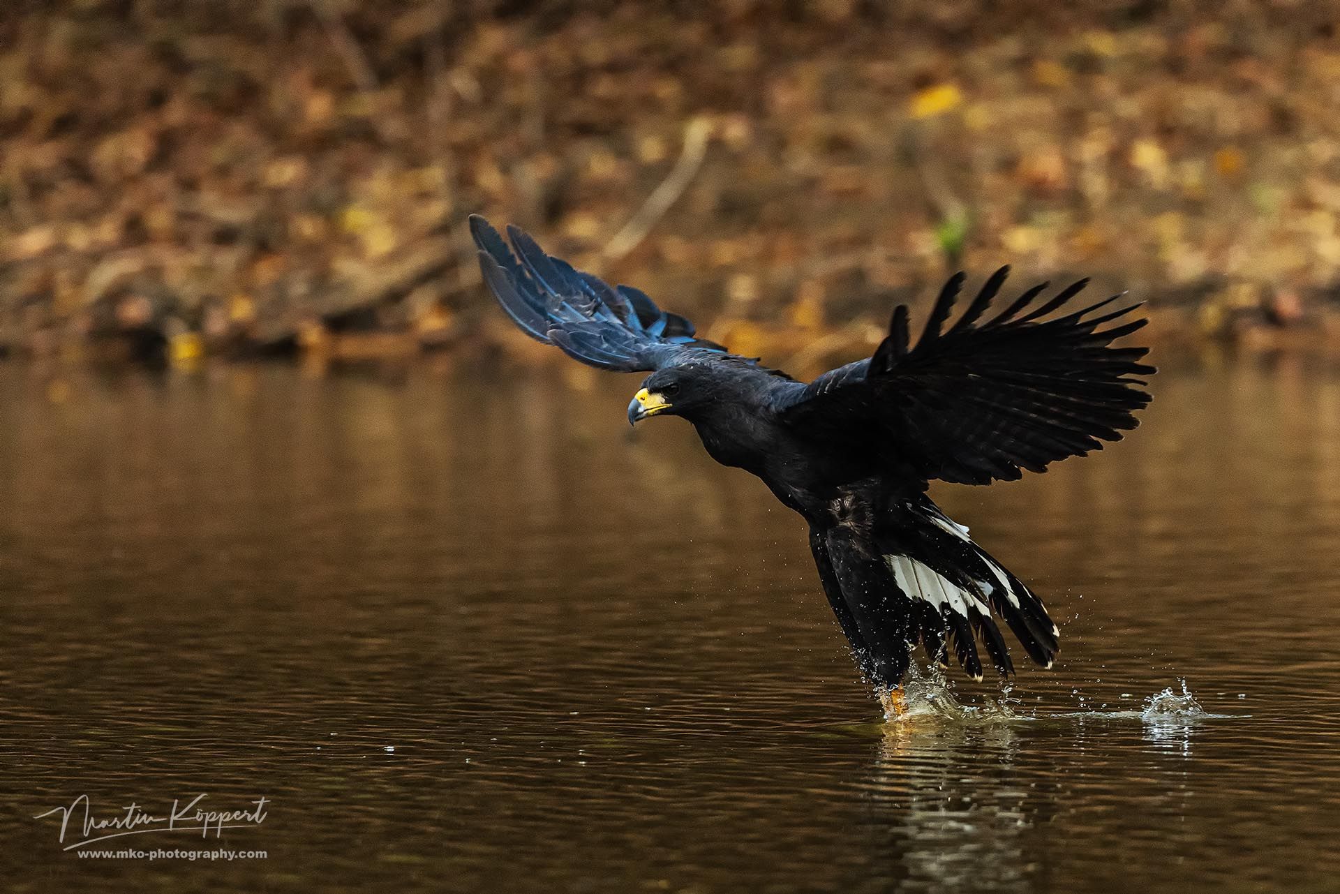 Great_Black_Hawk_MG_Pantanal_Brazil