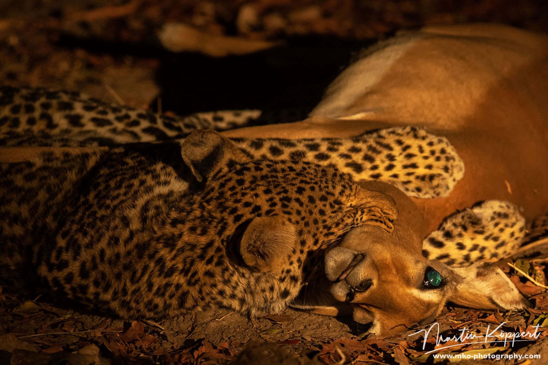 Leopard South Luangwe NP Zambia