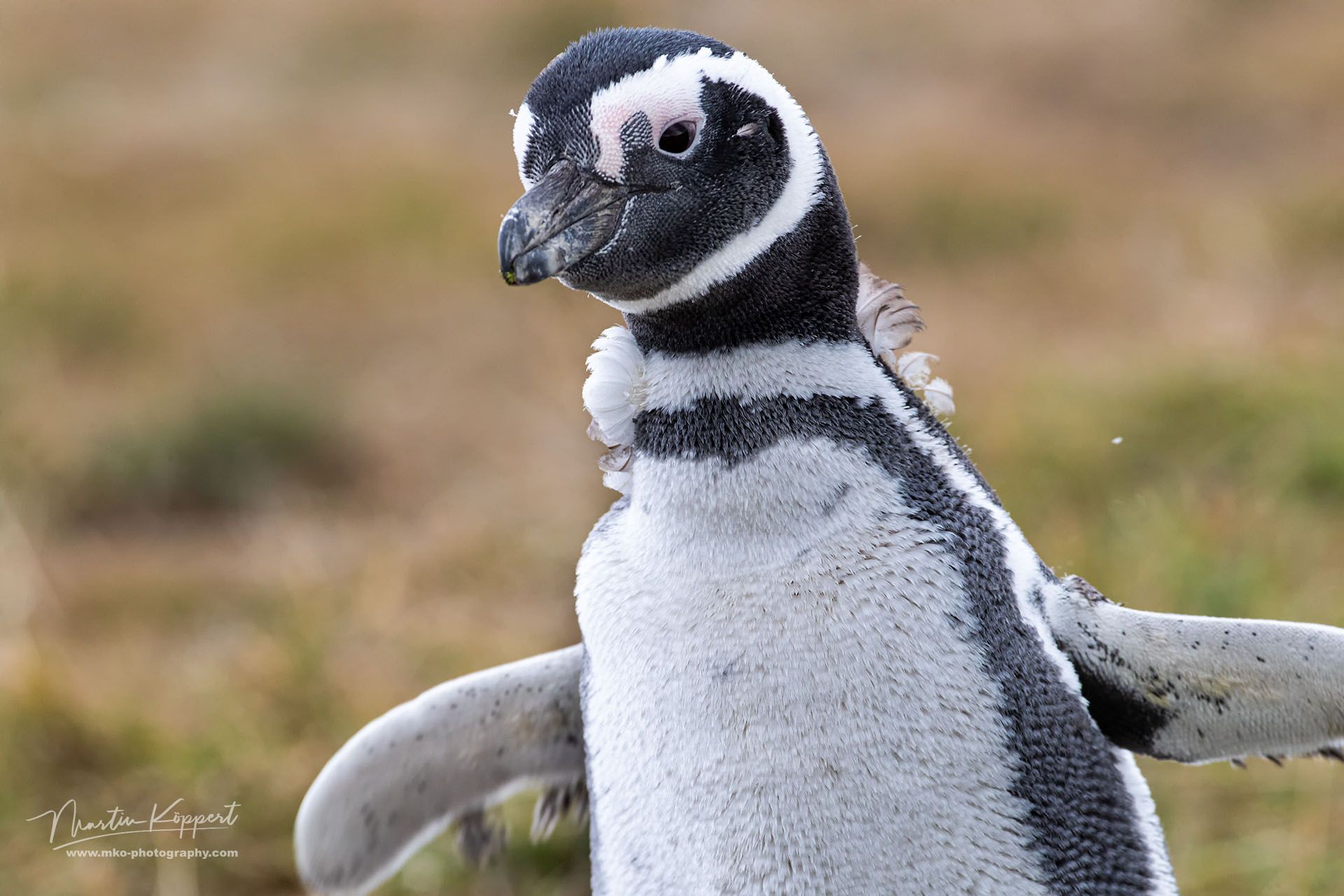 Magellan Pinguin Isla Magdalena Tierra Fuego Southern Chile