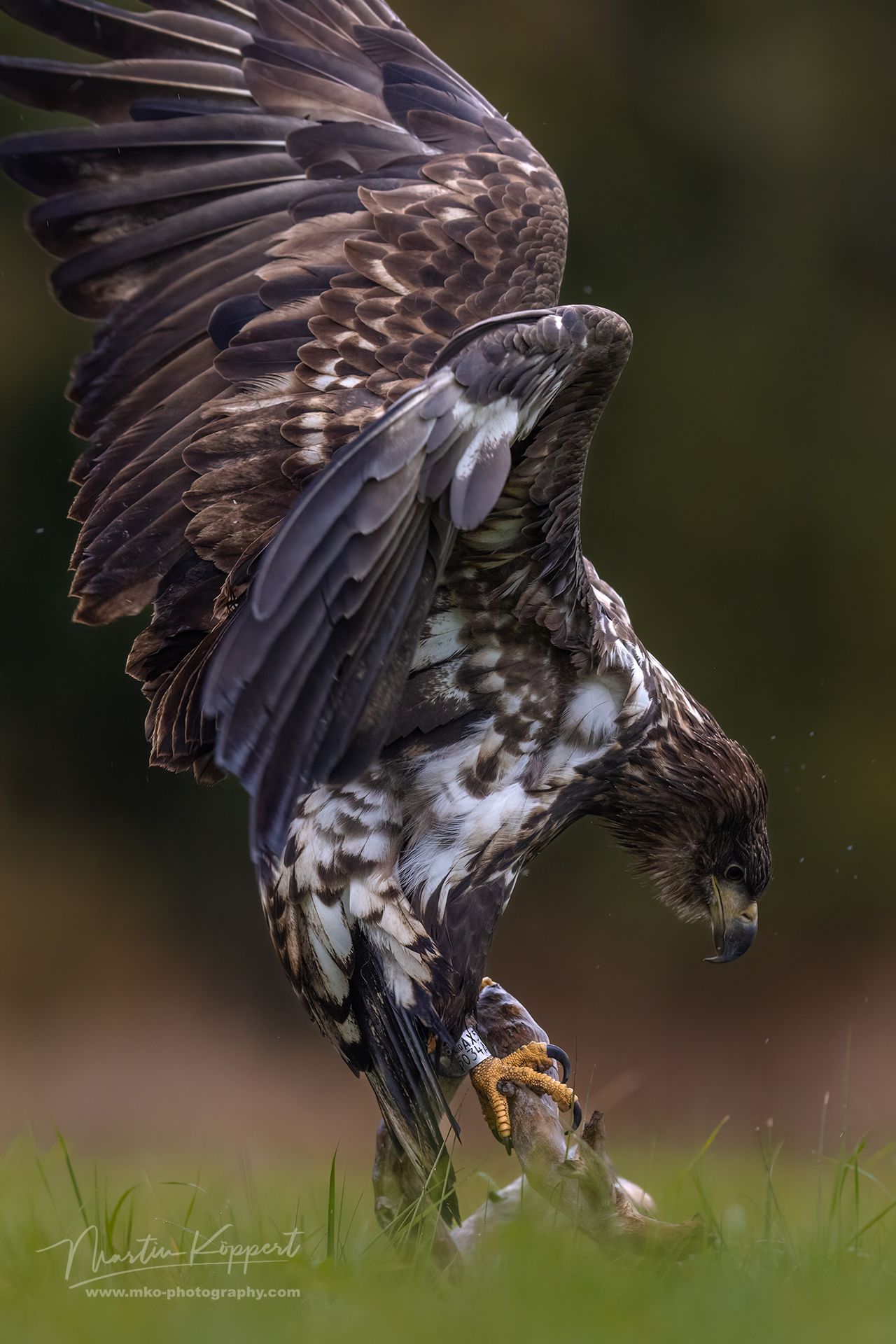 White-tailed eagle_Haliaeetus_albicilla
