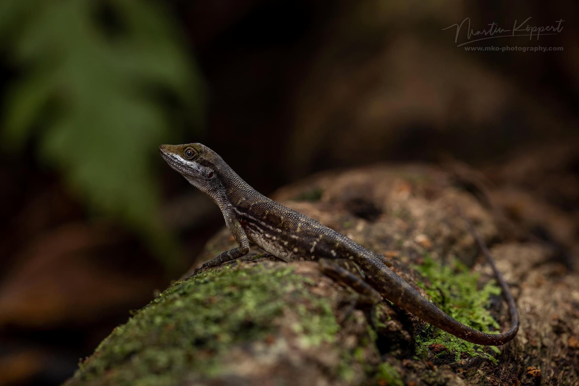 Anolis_macrolepis_Choco_Colombia