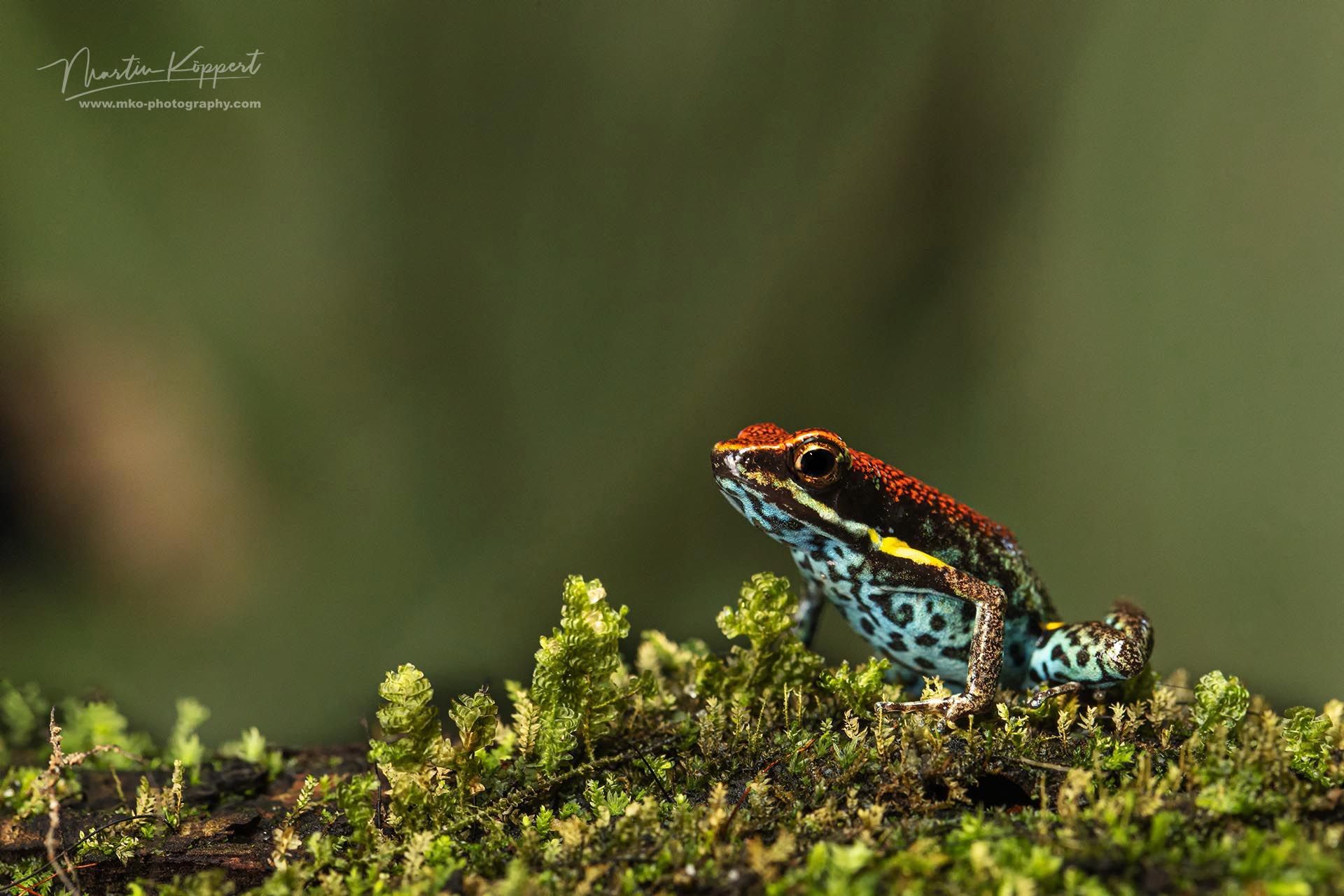 Ecuadorian_Poison_Frog_Amazon_Yasuni_Ecuador