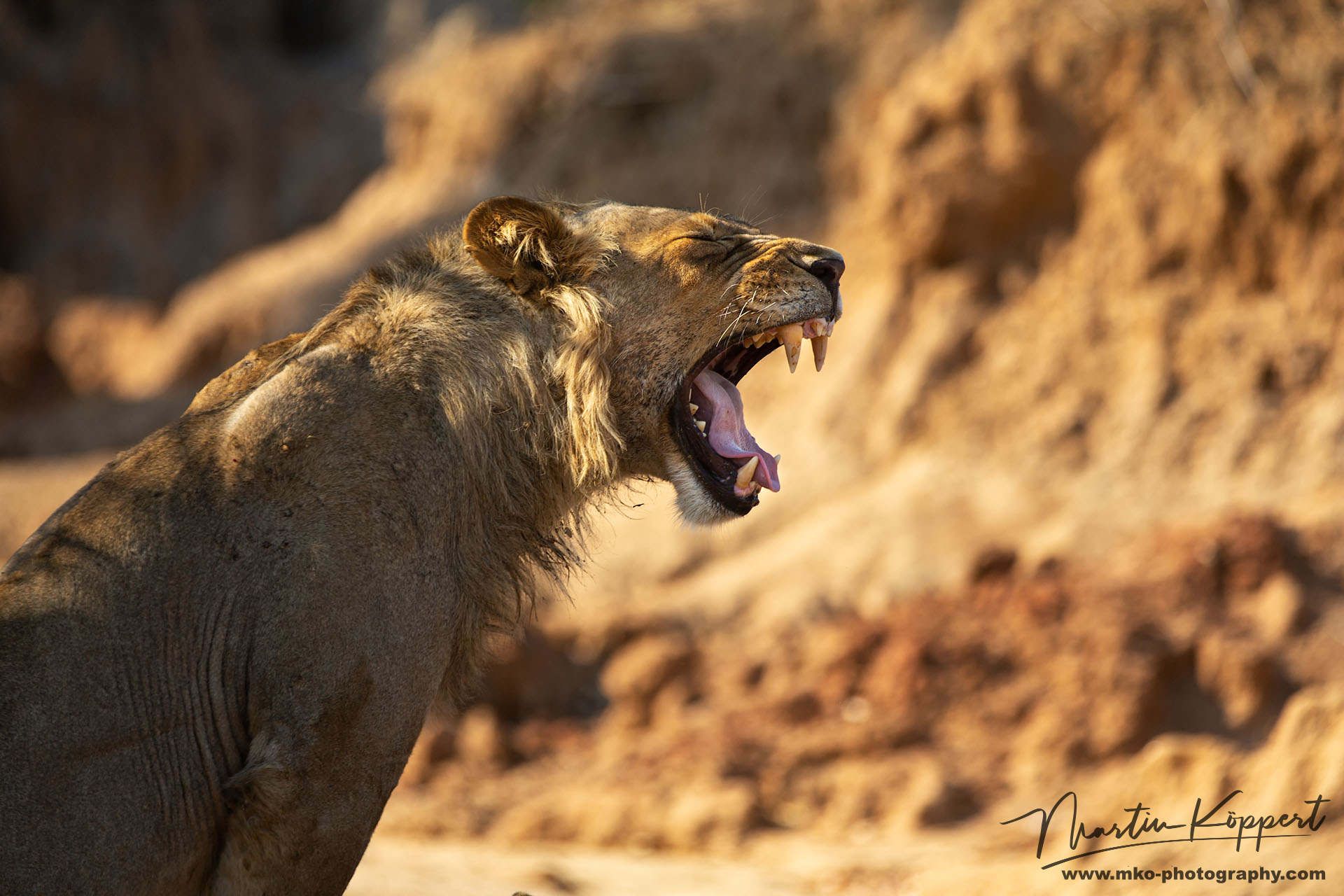 Lion Lower Zambezi NP Zambia