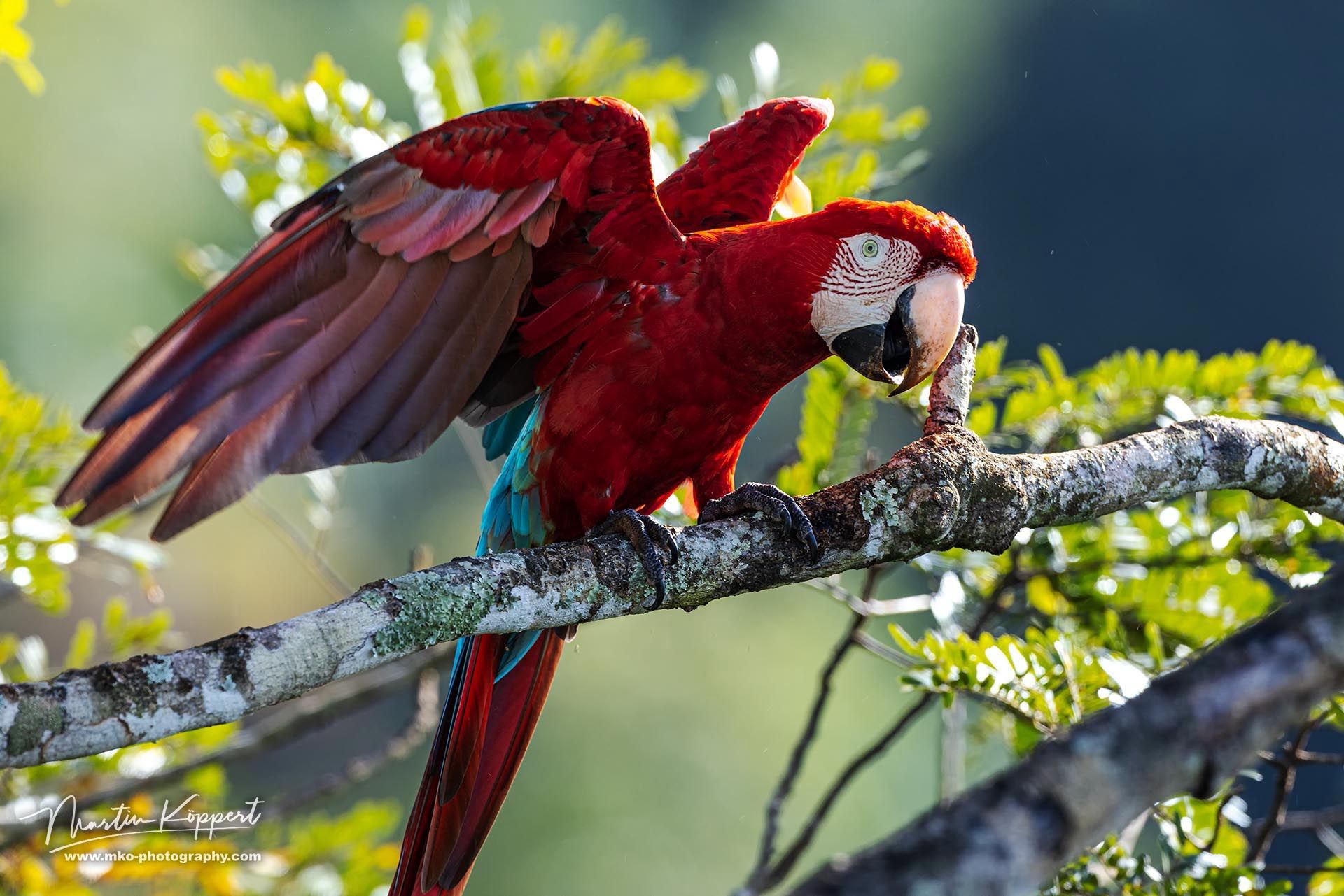 Red-Green_Macaw_Pantanal_Brasil