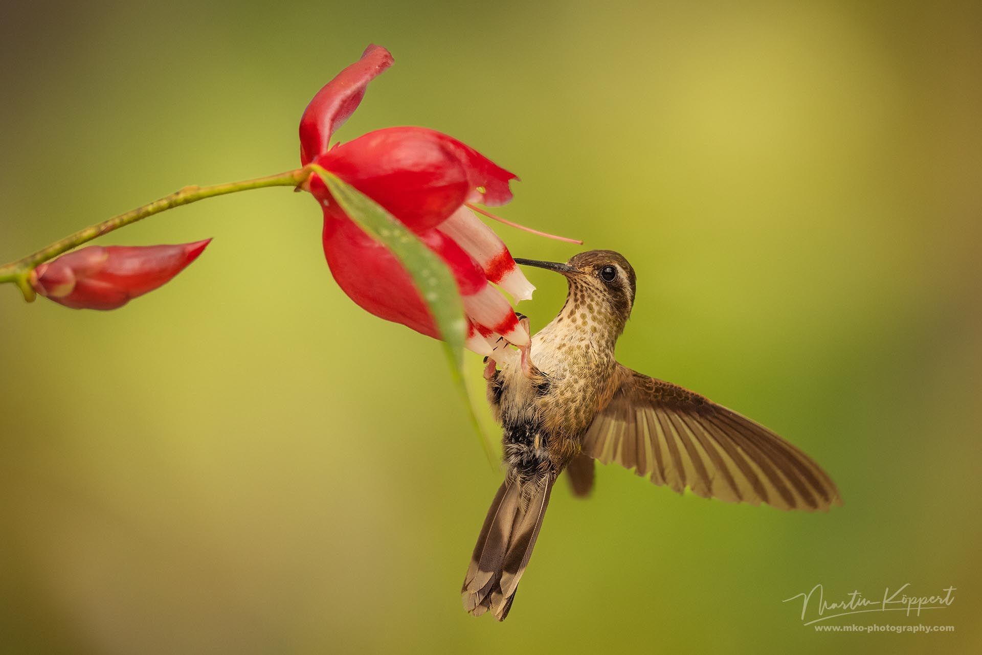 Speckled Hummingbird_Mindo Cloud Forest_Ecuador