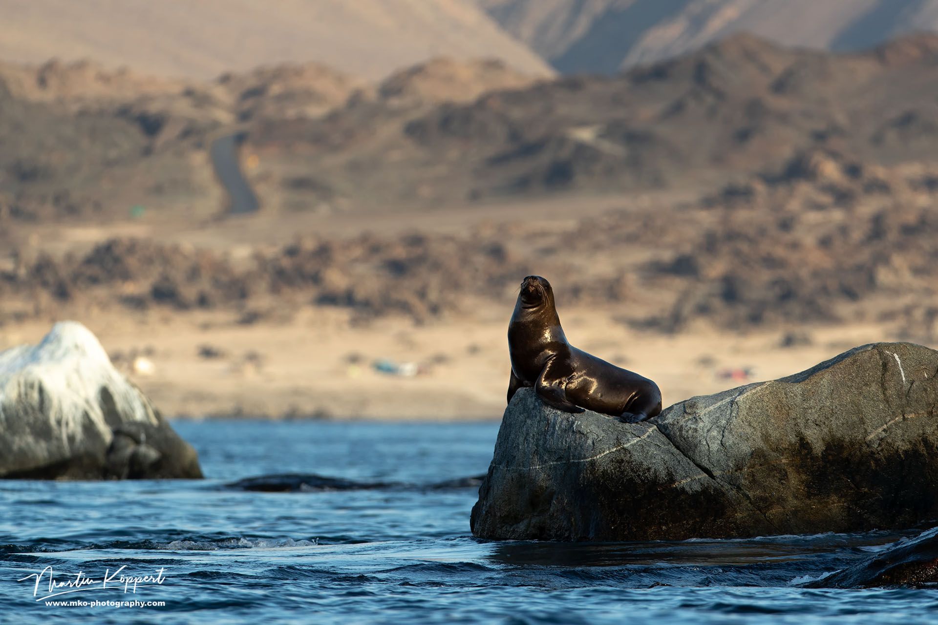 Sea Lion Pan De Azucar Desierto De Atacama Chile