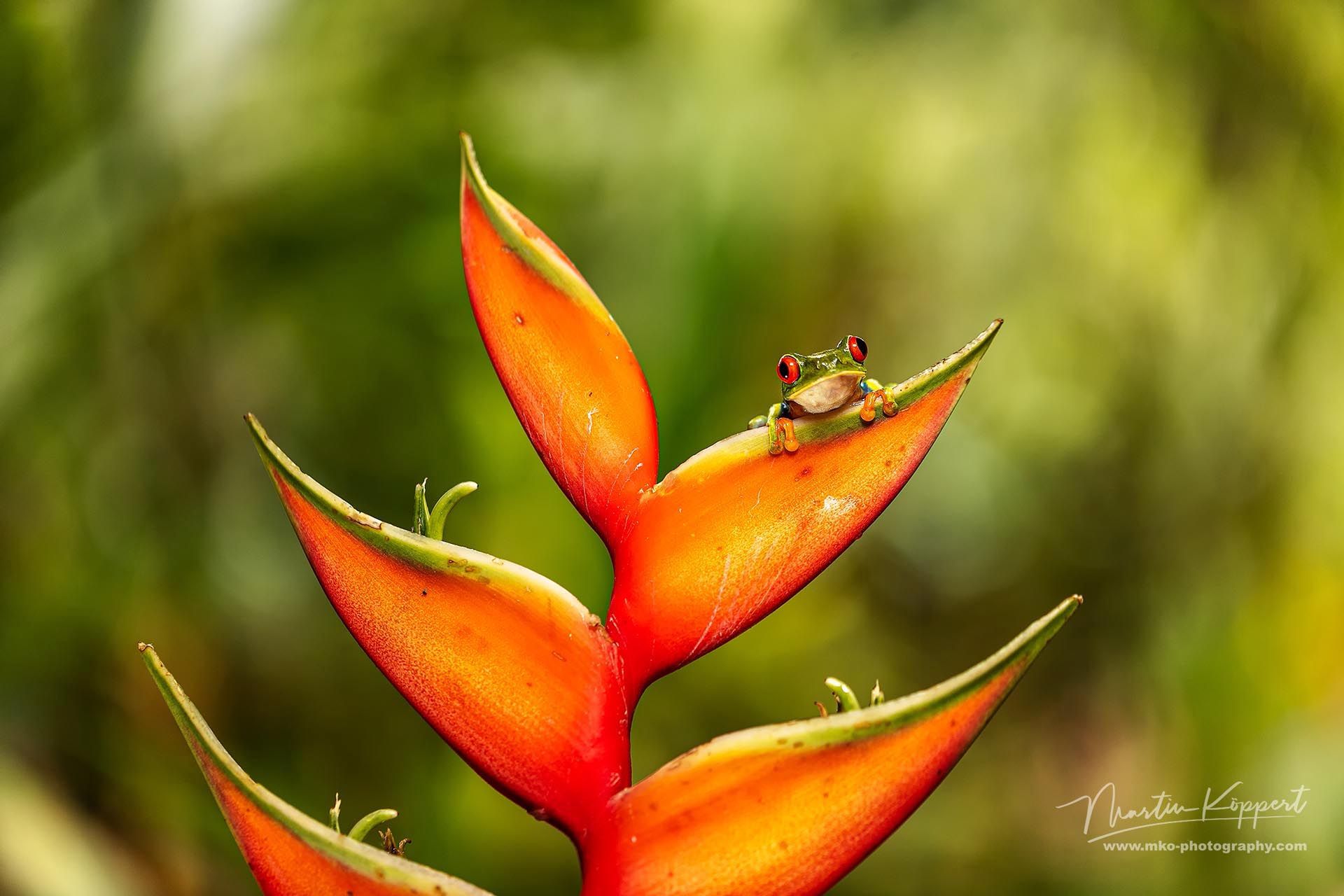 Red_Eye_Tree_Frog_Sarapiqui_Costa_Rica