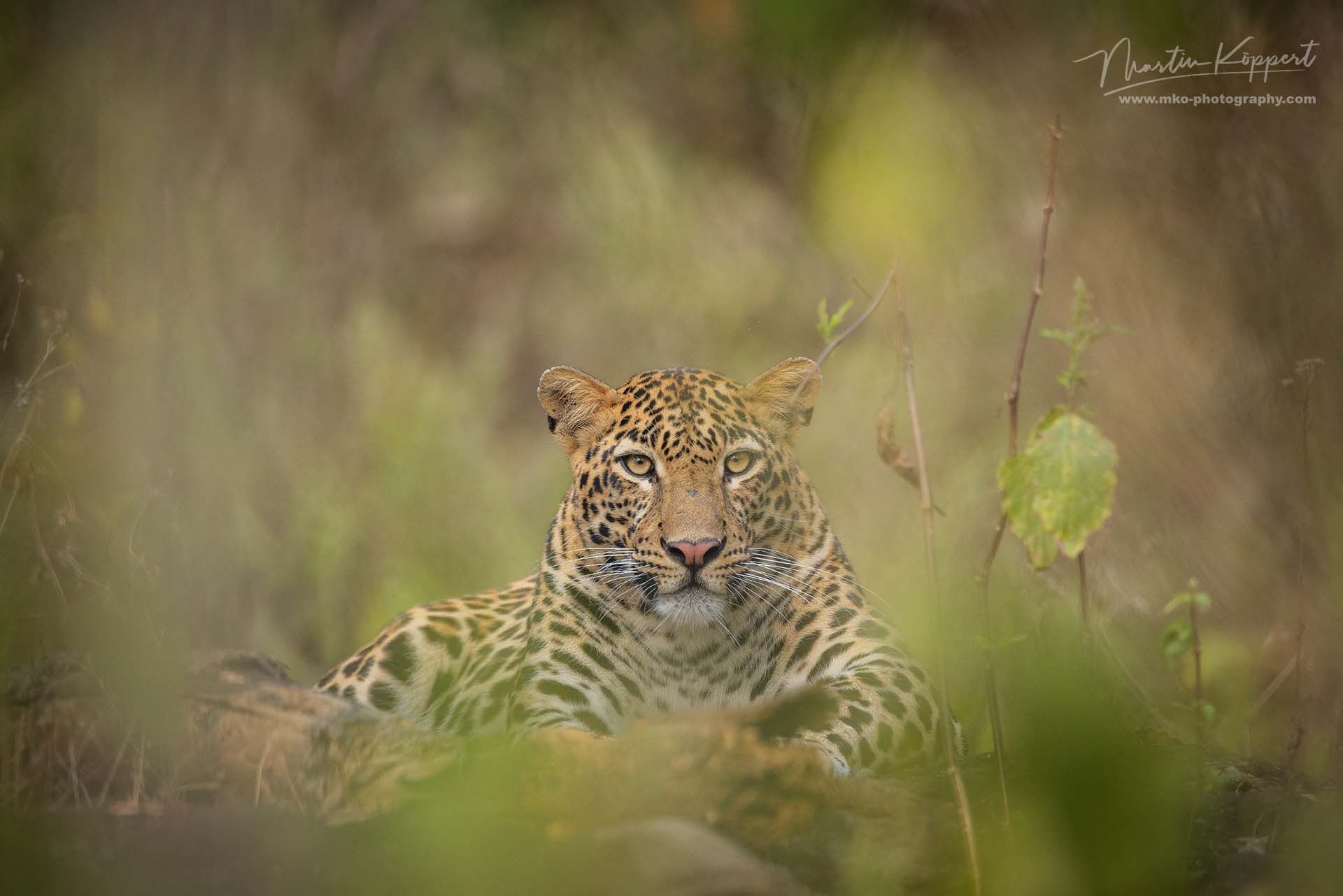 Indian_leopard_Panthera_pardus_fusca_Kanha_India