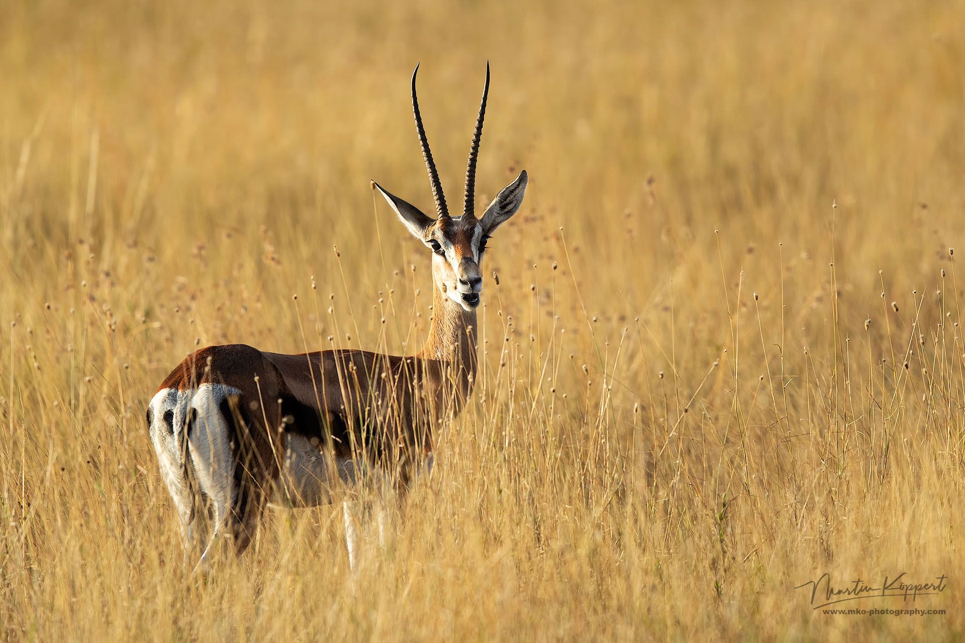 Grant Gazelle Laikipia Plateau Central Kenya