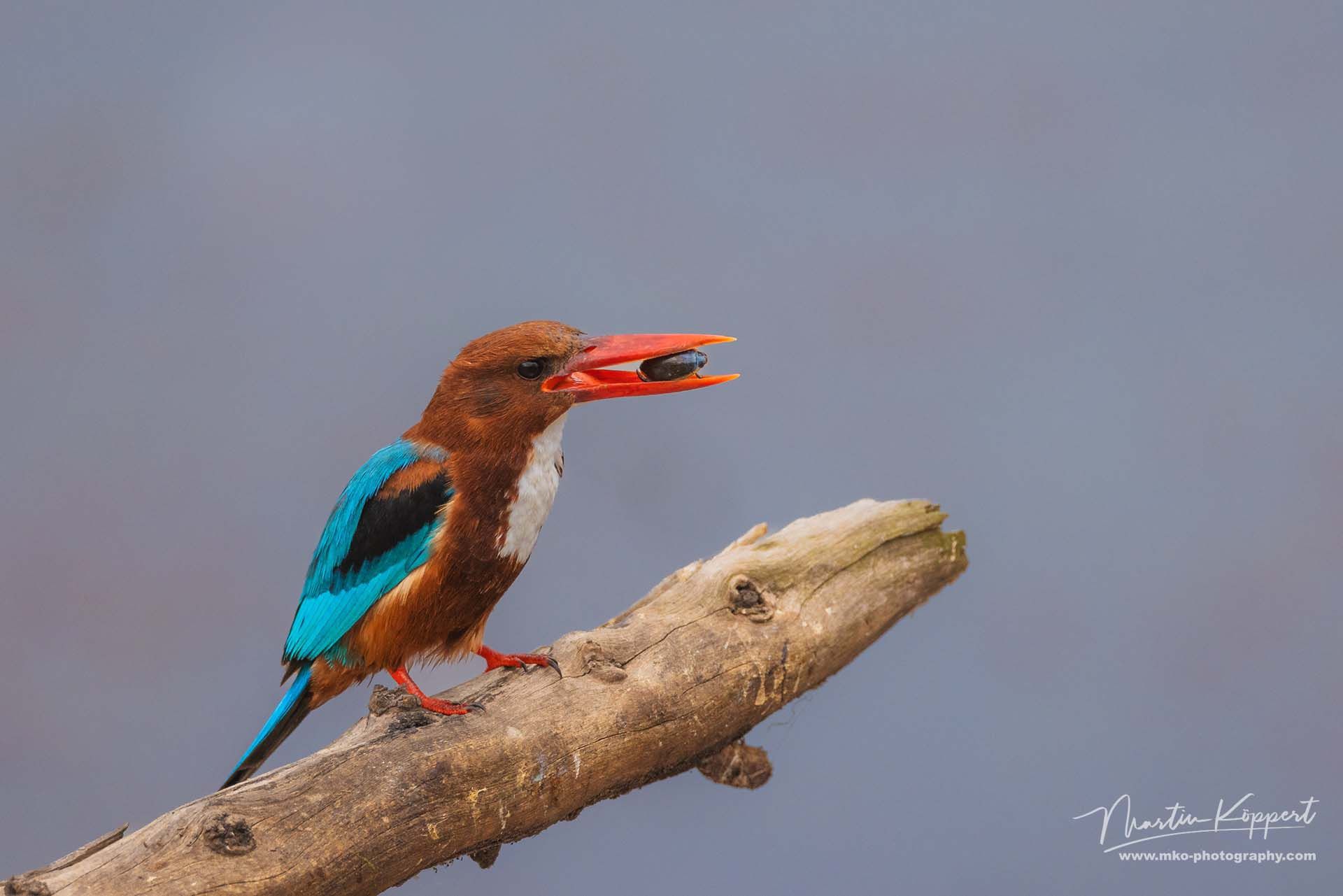 white-throated_kingfisher_Halcyon_smyrnensis_Ranthambore_India