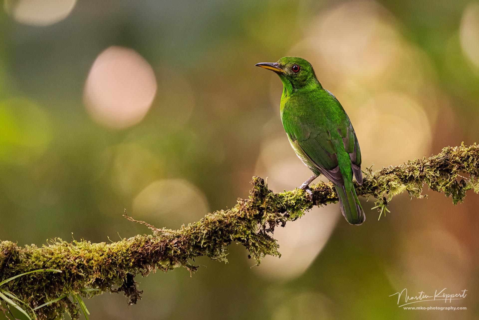 Green_Honeycrepper_Costa_Rica