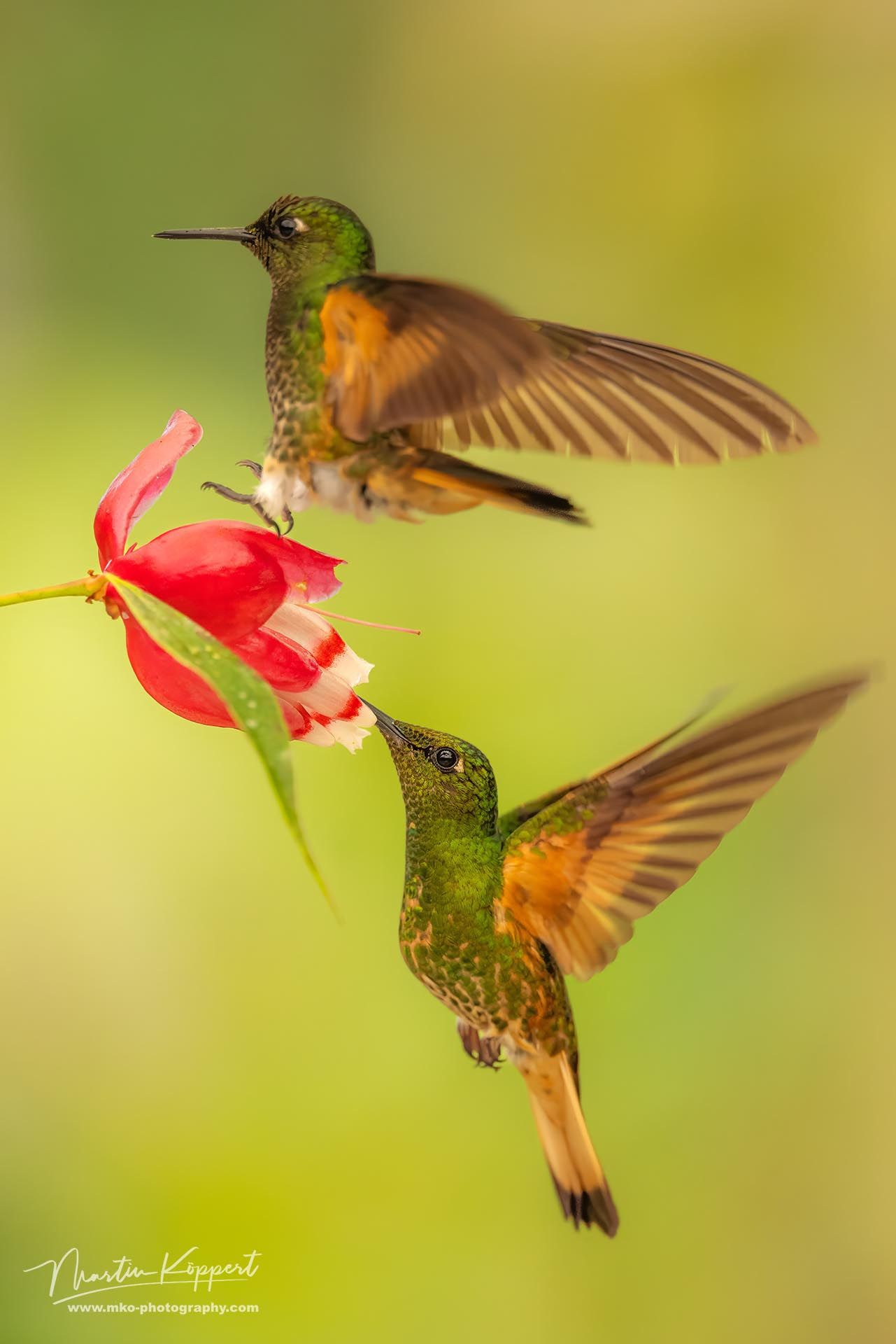 Buff tailed Coronet_Mindo Cloud Forest_Ecuador