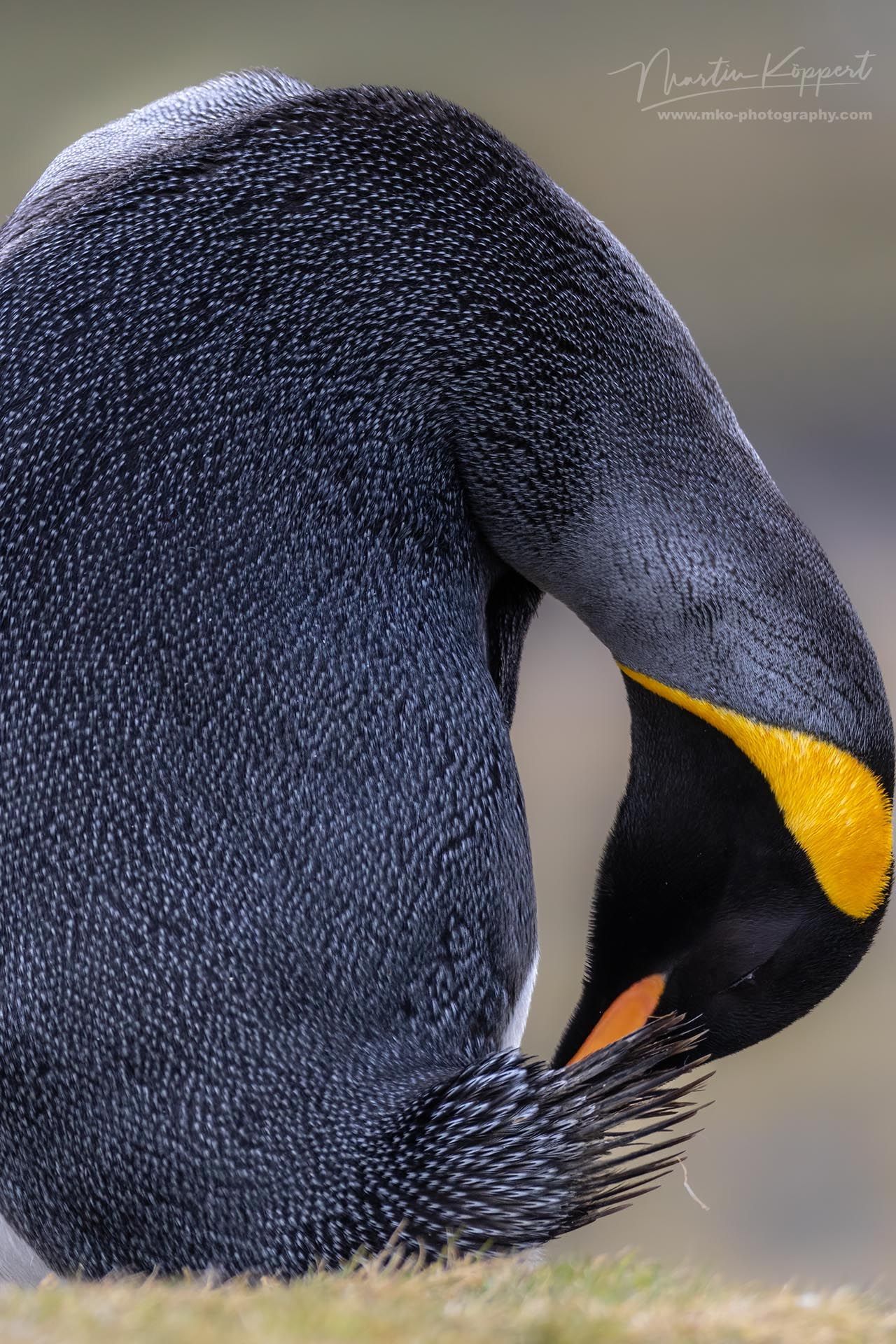 king_penguin_Aptenodytes_patagonicus_St_Andrews_Bay