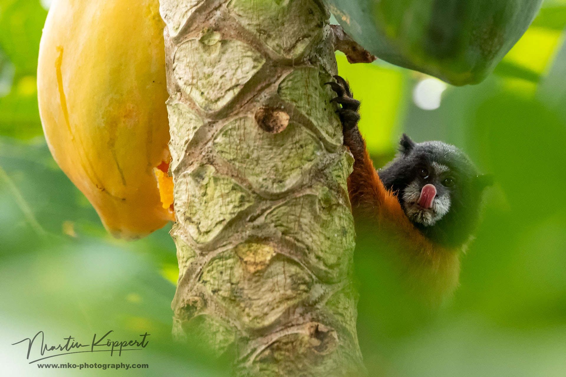 Golden Mantle Tamarin Monkey Yasuni Amazon Ecuador