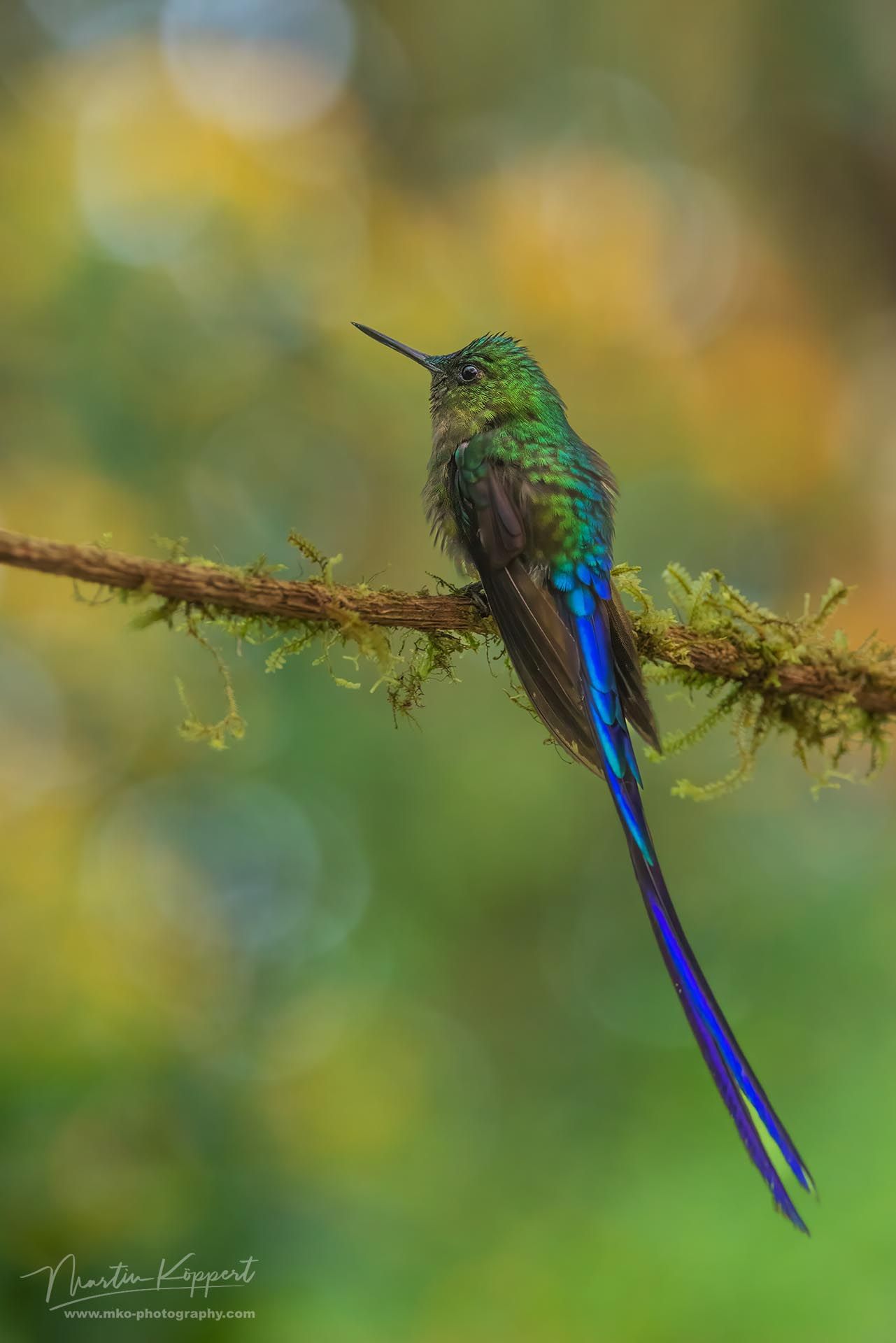 Violet tailed Sylph_Mindo Cloud Forest_Ecuador