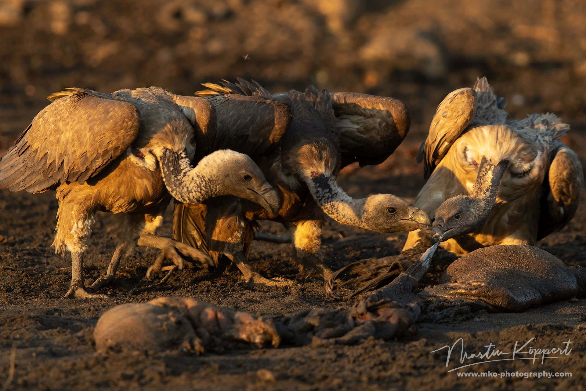Vulture Mana Pools Northern Zimbabwe