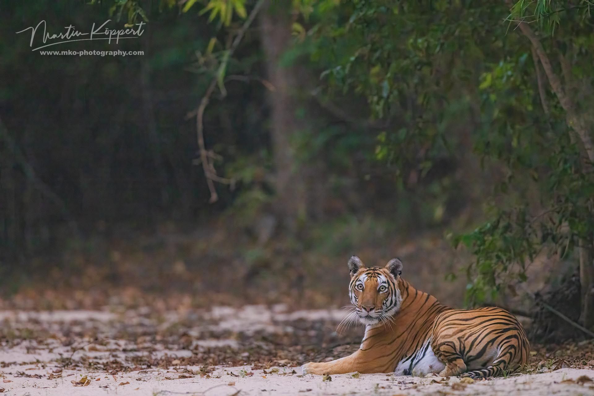 Bengal_Tiger_Panthera_tigris_tigris__Bandhavgarh_India