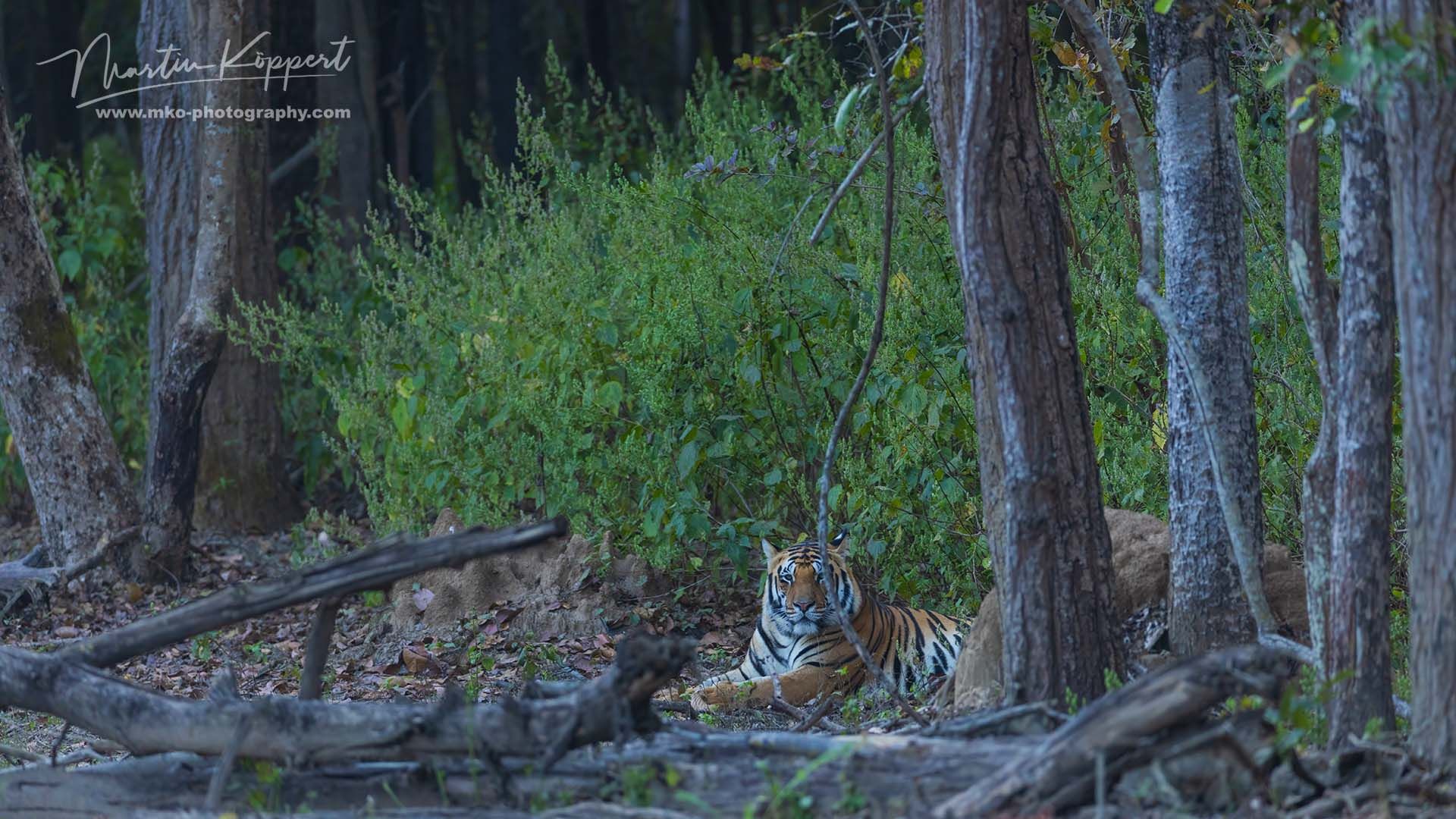 Bengal_Tiger_Panthera_tigris_tigris_Kanha_India