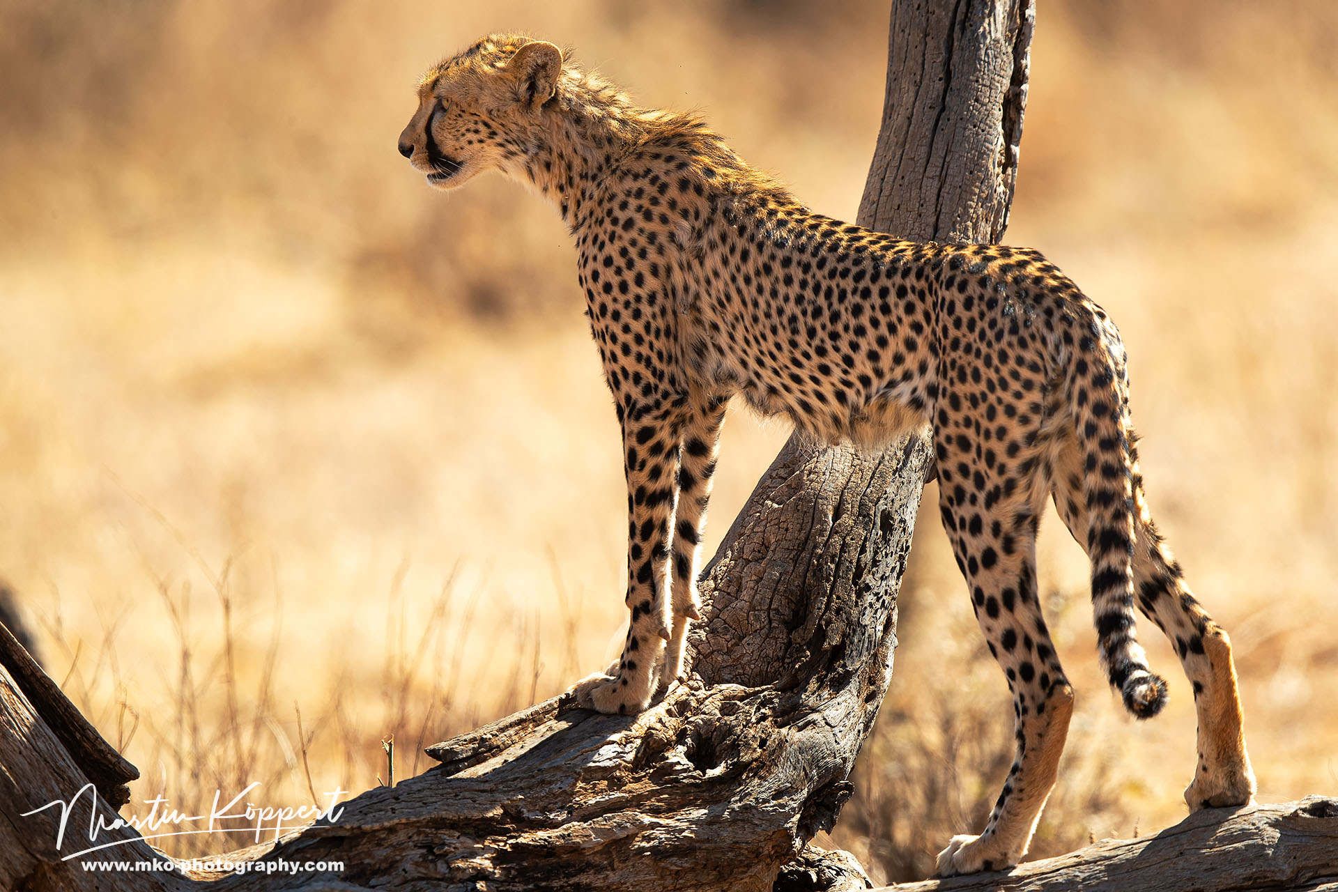 Cheetah Samburu NP Central Kenya