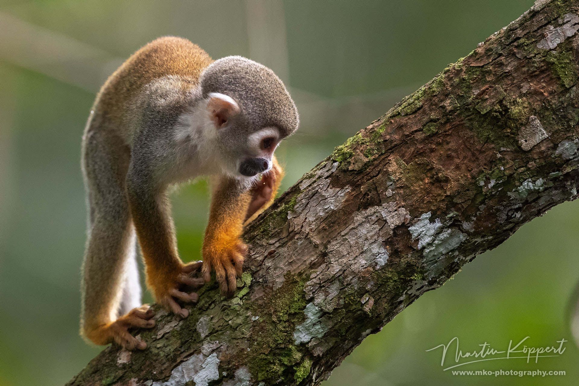 Common Squirrel Monkey Yasuni Amazon Ecuador