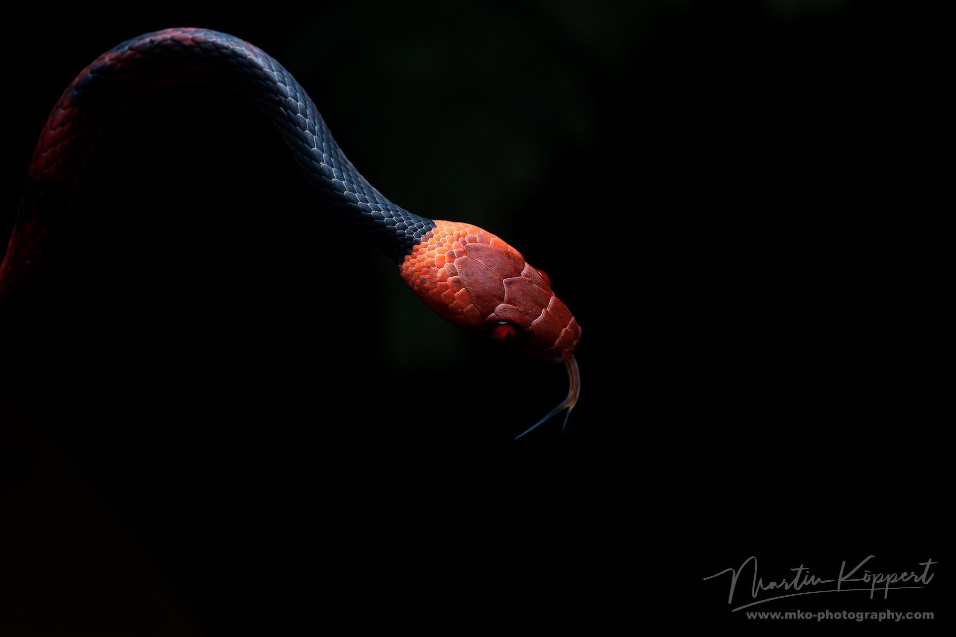 Red Eye Liana Snake Yasuni Amazon Ecuado