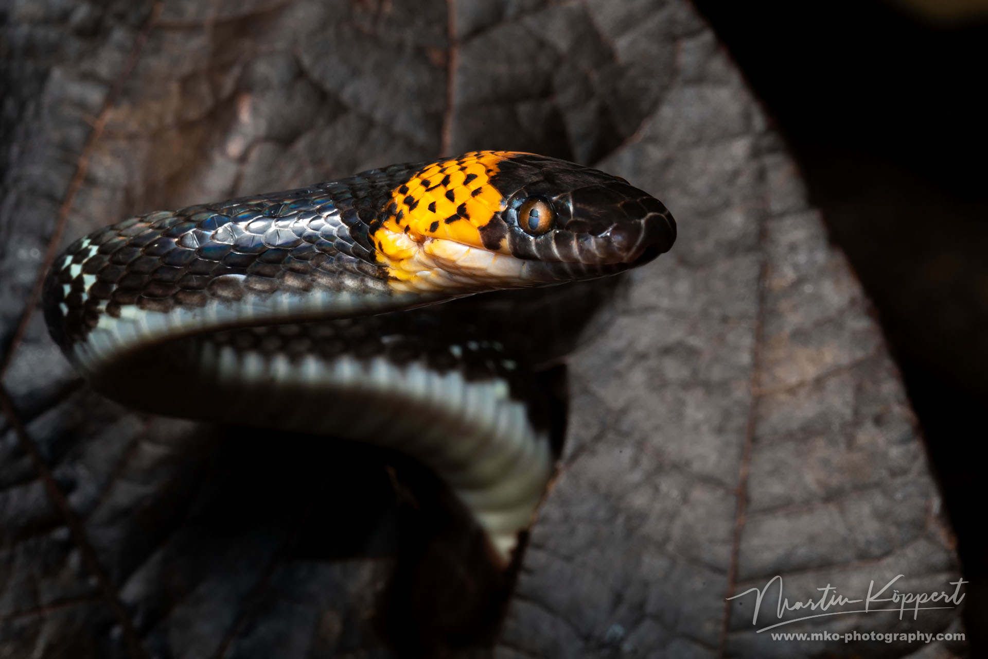 False Coral Snake Yasuni Amazonas Ecuador