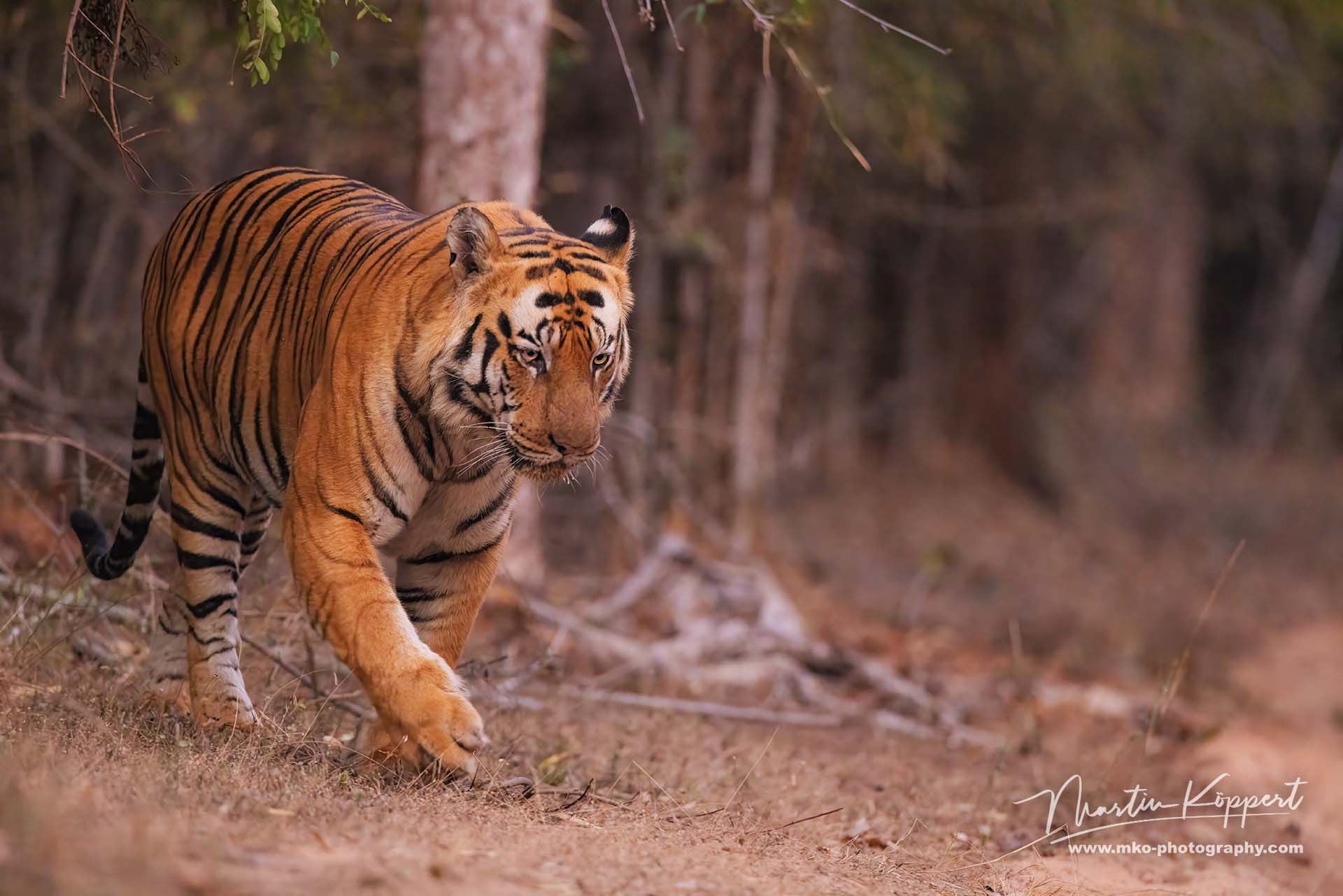 Bengal_Tiger_Panthera_tigris_tigris__Bandhavgarh_India
