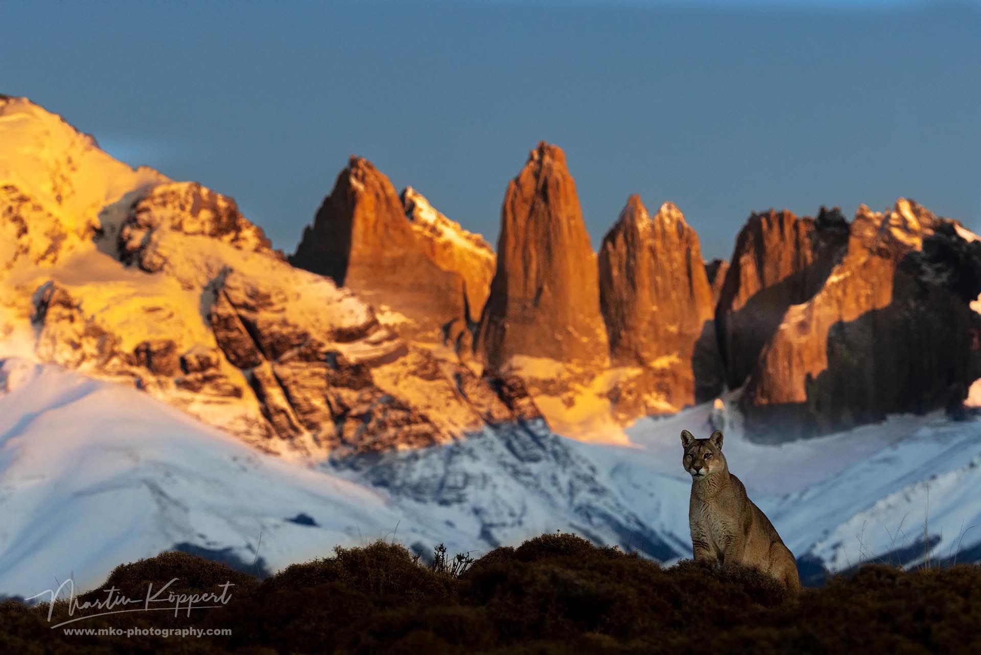 Puma Blinca Cubs Torres Del Paine Southern Chile