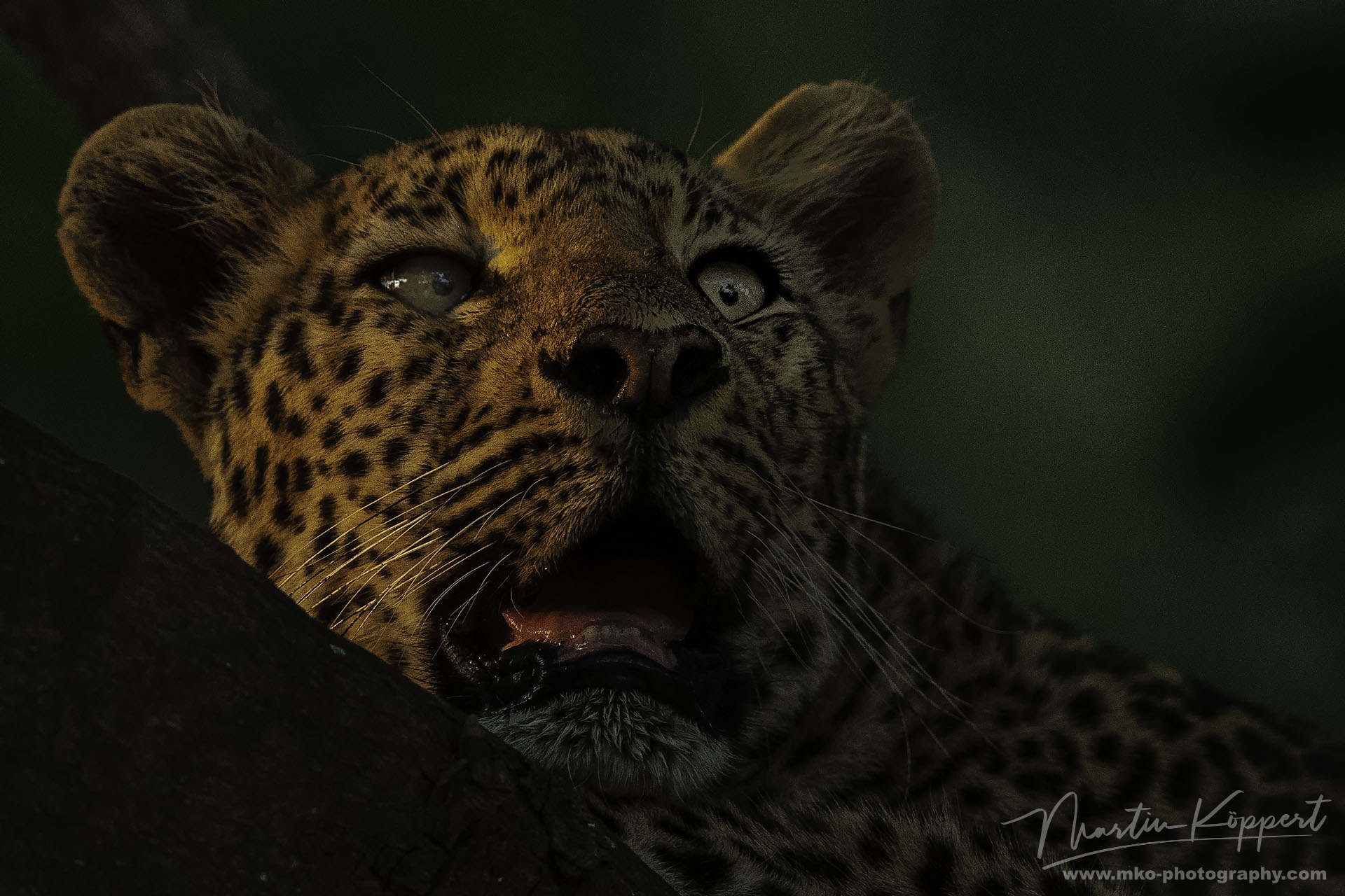 Leopard South Luangwe NP Zambia