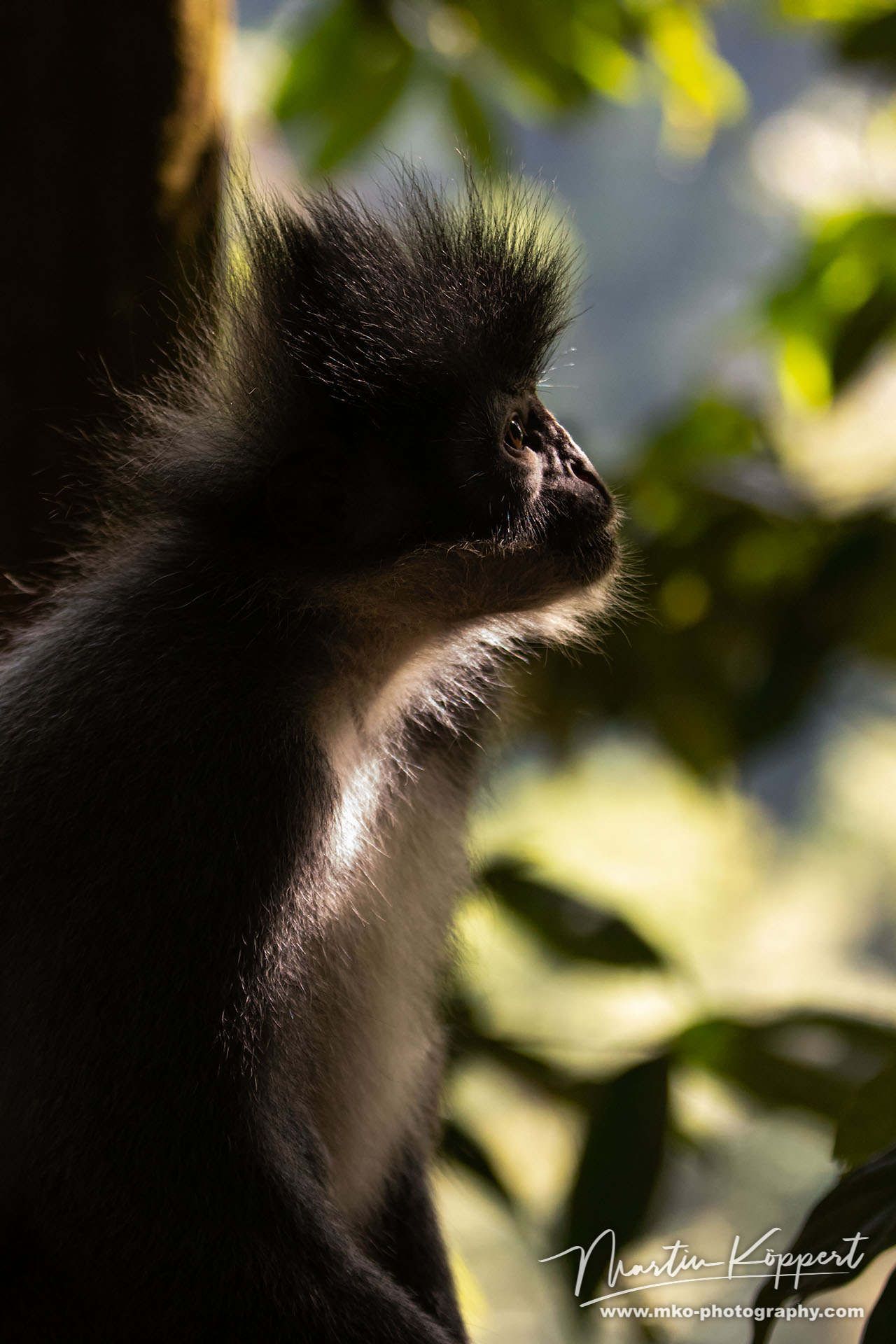 Thomas Leaf Monkey Gunung Leuser NP North Sumatra Indonesia