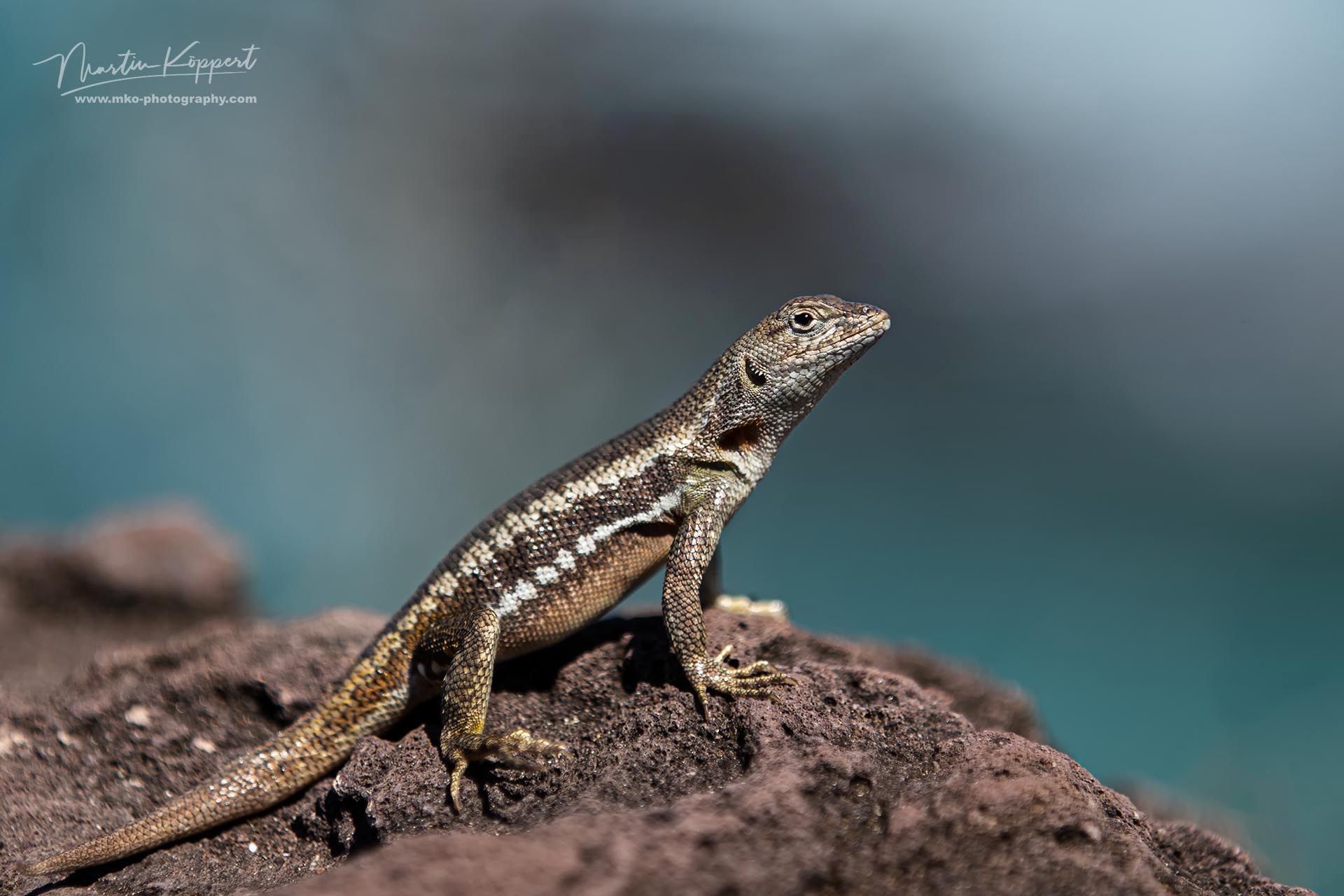 Santa_Cruz-Lava-Lizard_male_Santa_Cruz_Galapagos