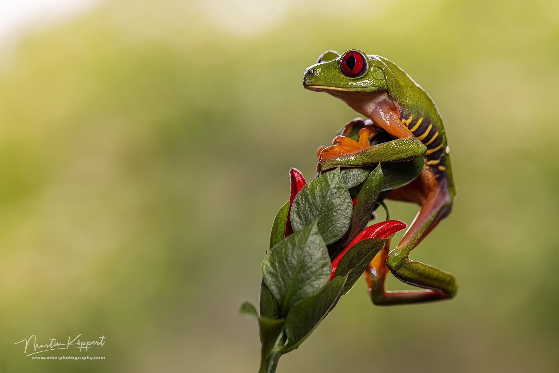 Red_Eye_Tree_Frog_Soberania_Panama