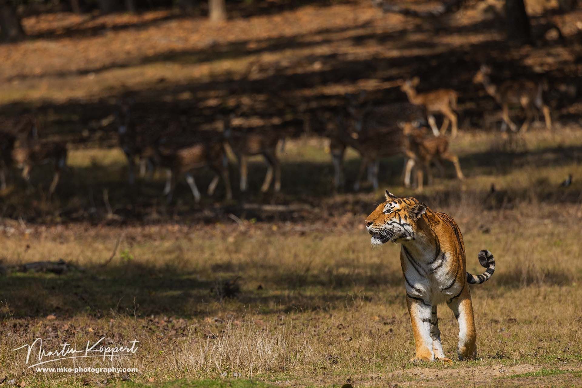 Bengal_Tiger_Panthera_tigris_tigris__Kanha_India