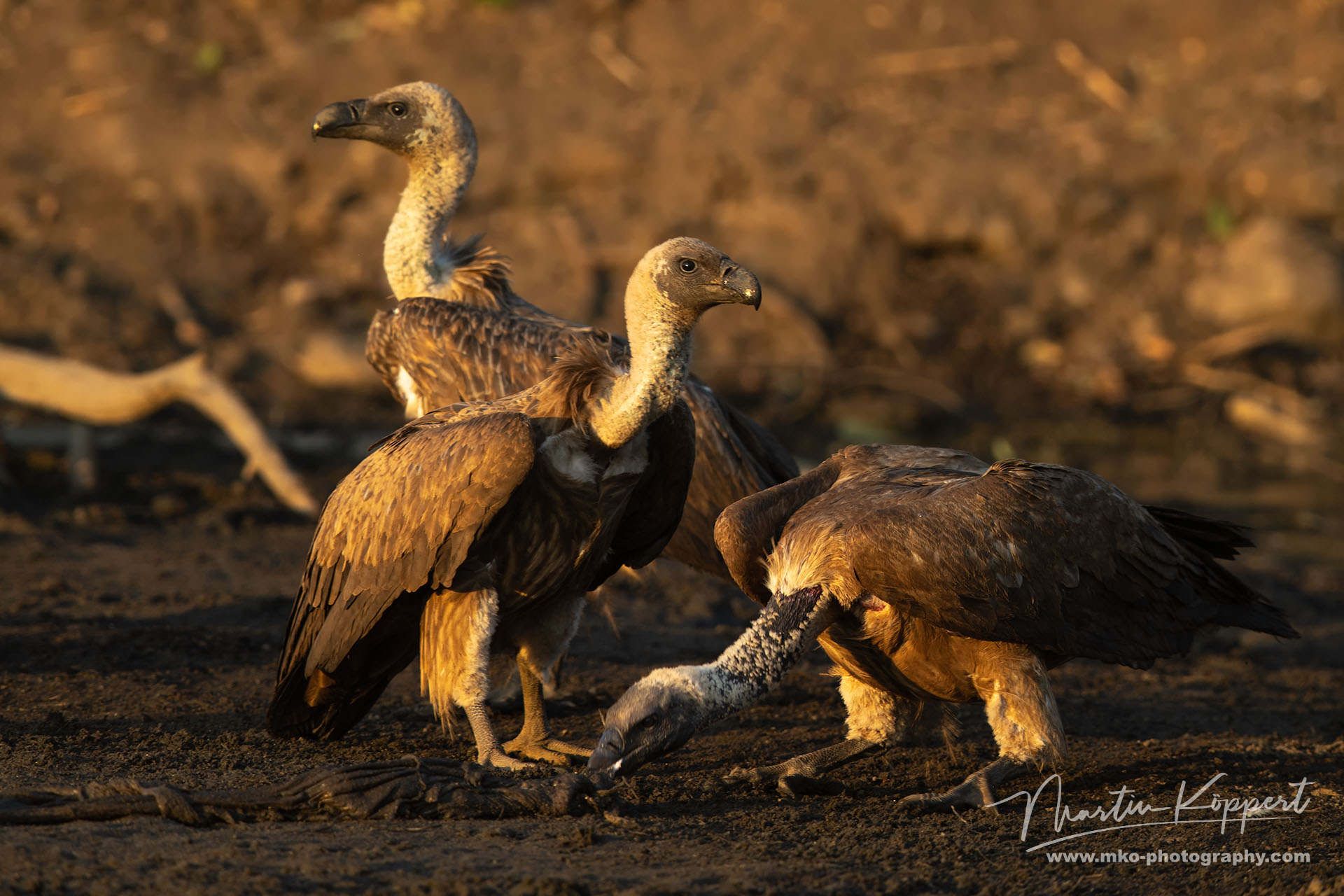 Vulture Mana Pools Northern Zimbabwe