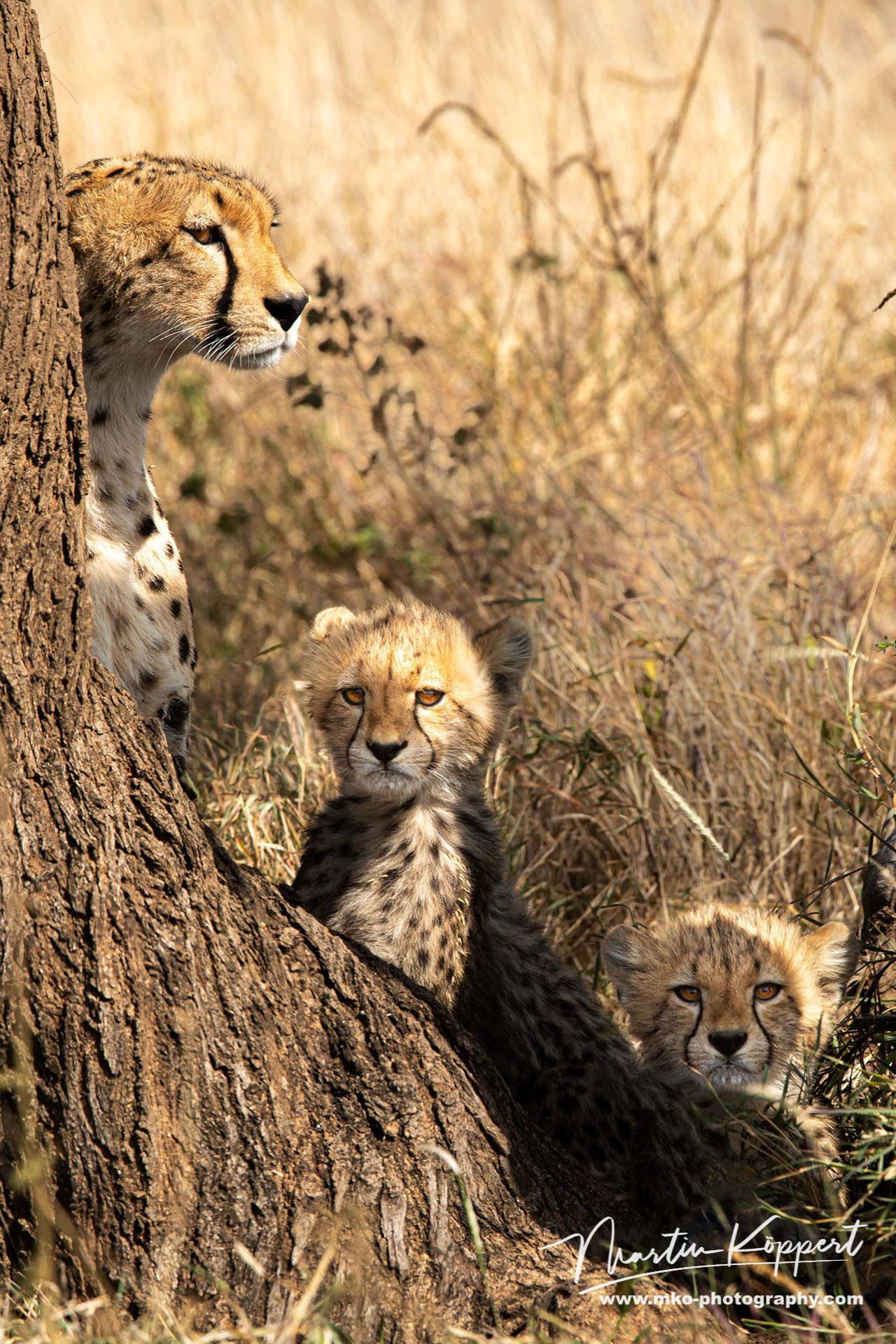 Cheetah Serengeti North Tanzania