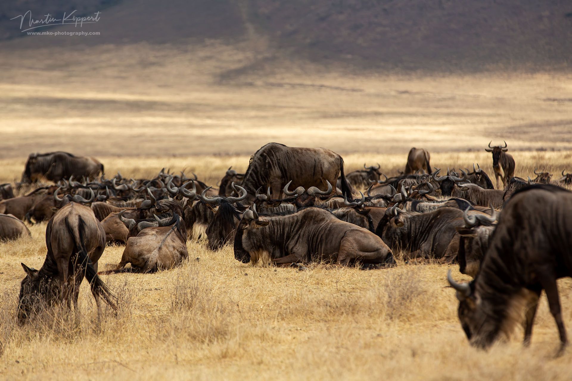 Wildebeest Ngorongoro Crater North Tanzania