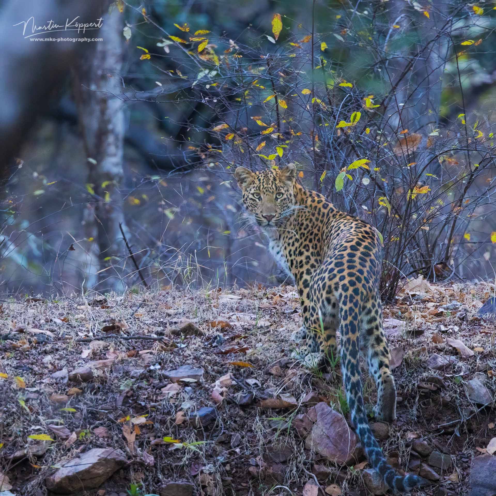 Indian_leopard_Panthera_pardus_fusca_Ranthambore_India